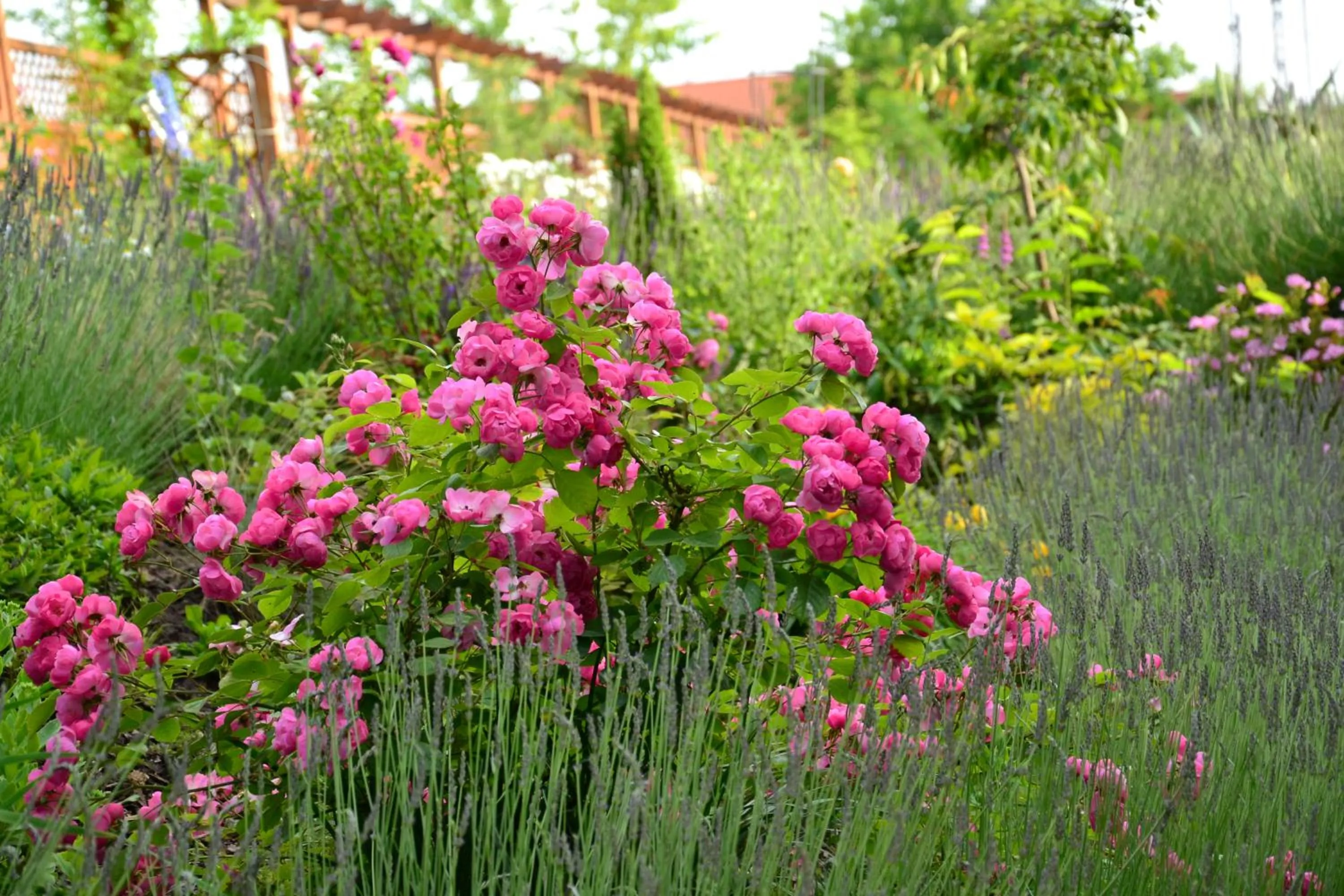Garden view in Garni Hotel Lavendelhof