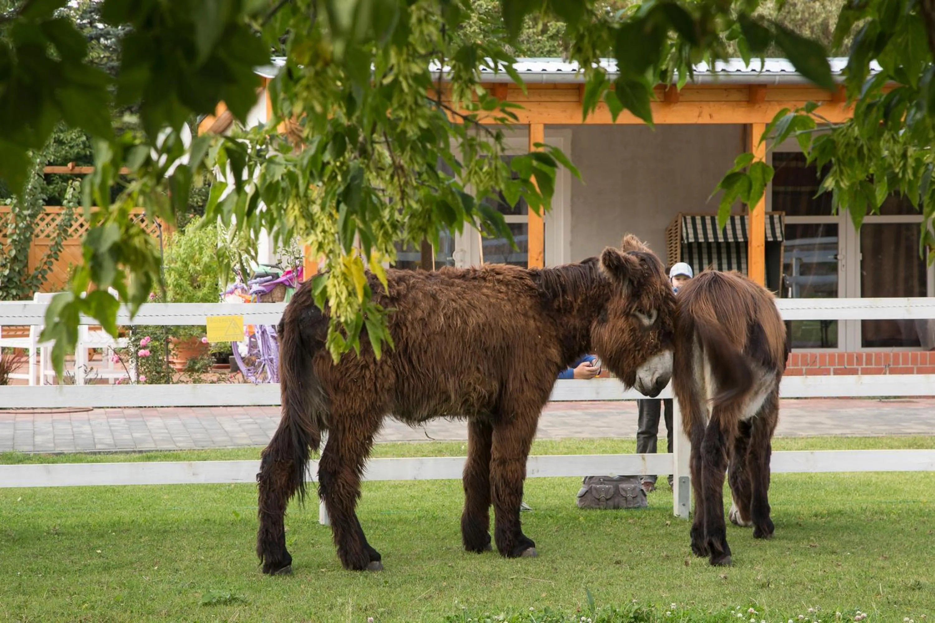Animals in Garni Hotel Lavendelhof
