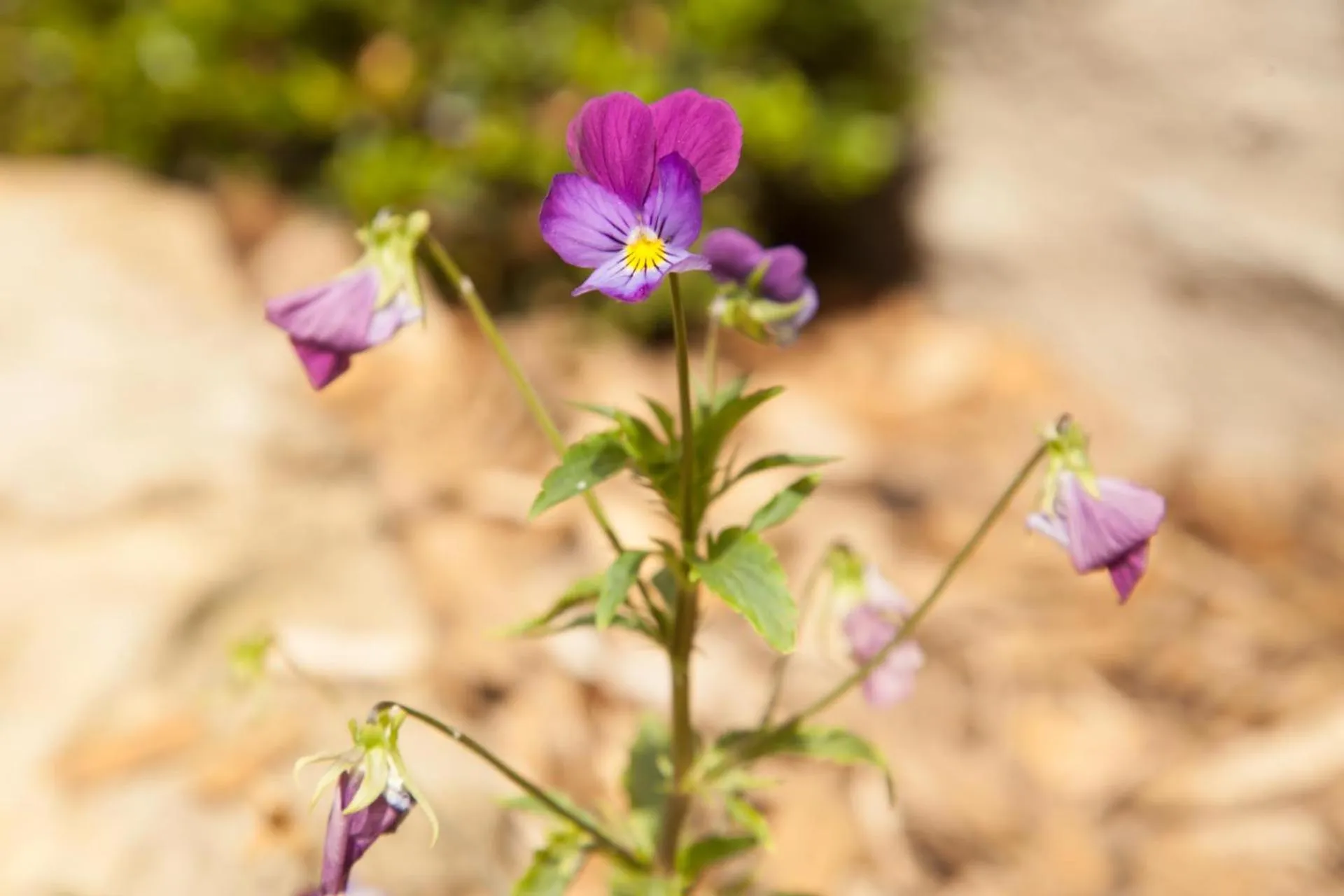 Garden in La Pause Angevine