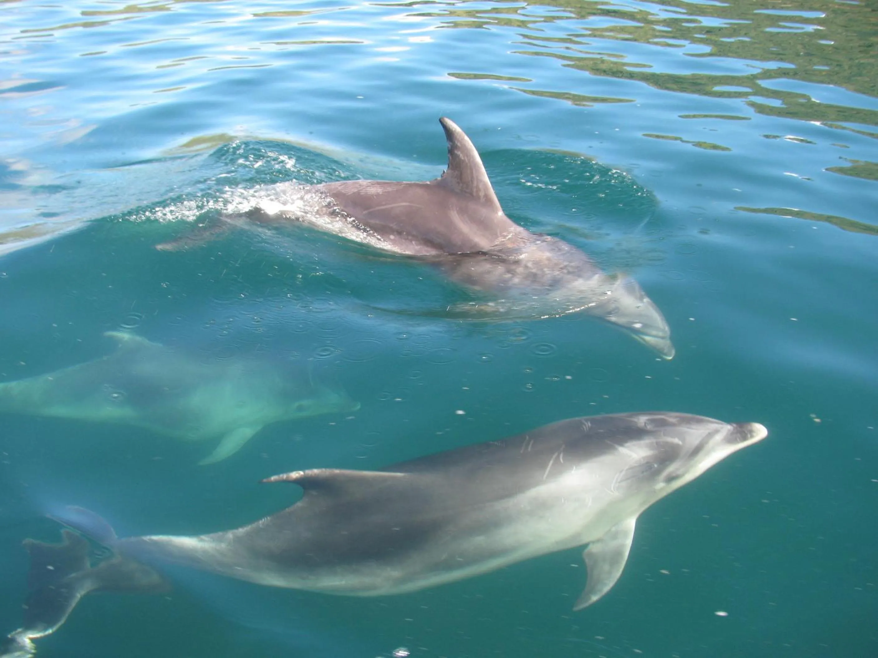 Animals in The Lodge At Te Rawa