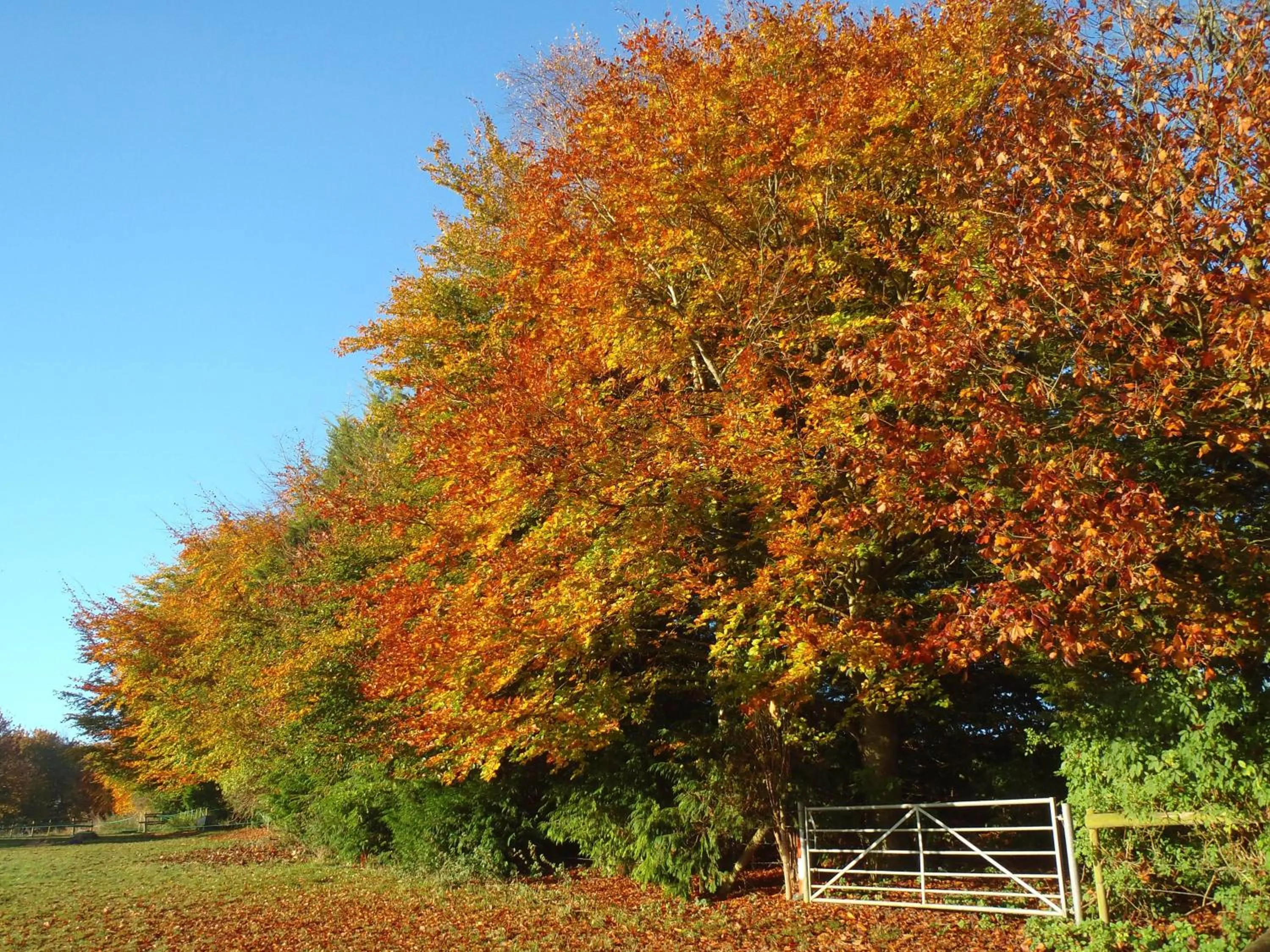 View (from property/room) in Manor Farm B&B