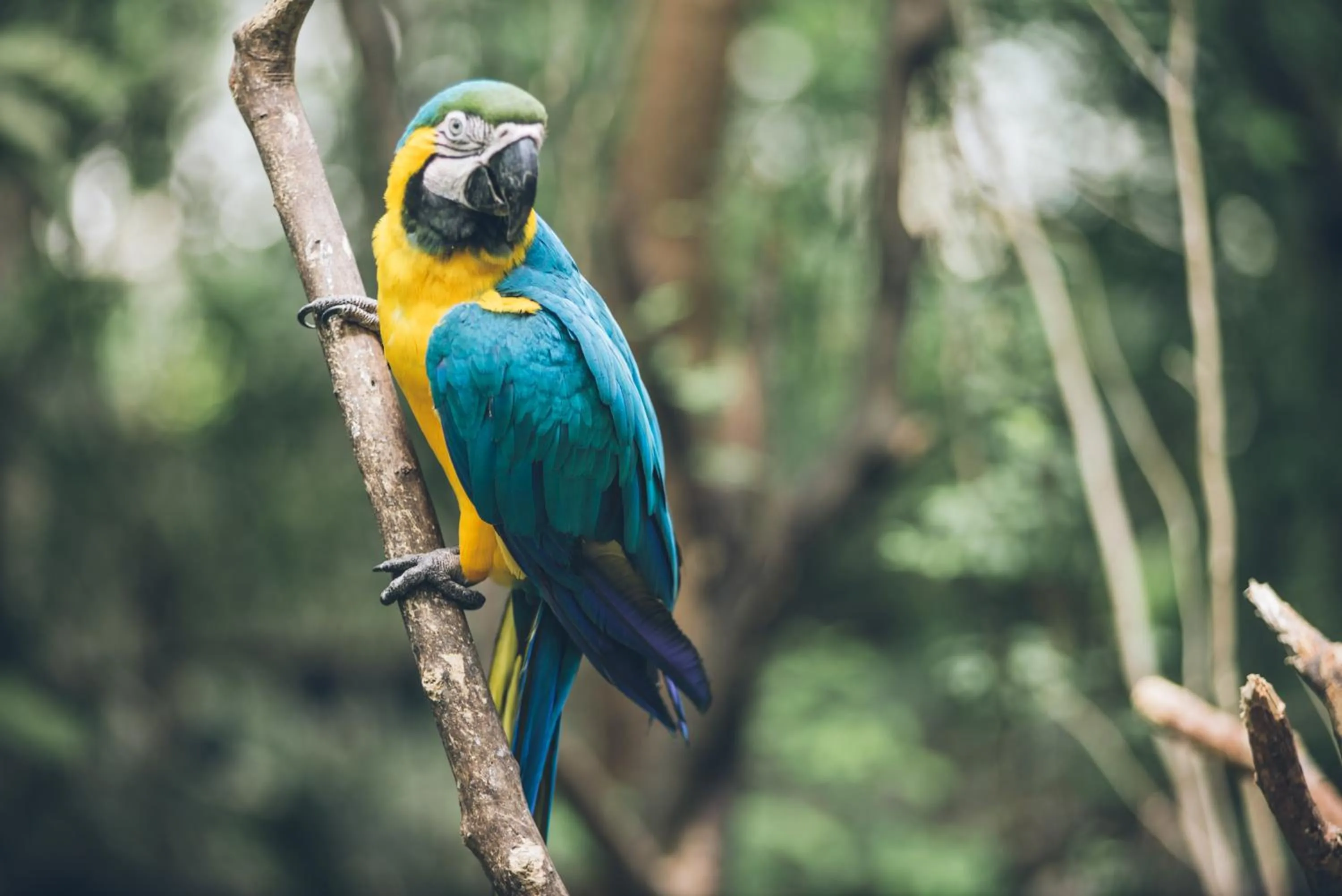 Animals in Hotel del Parque