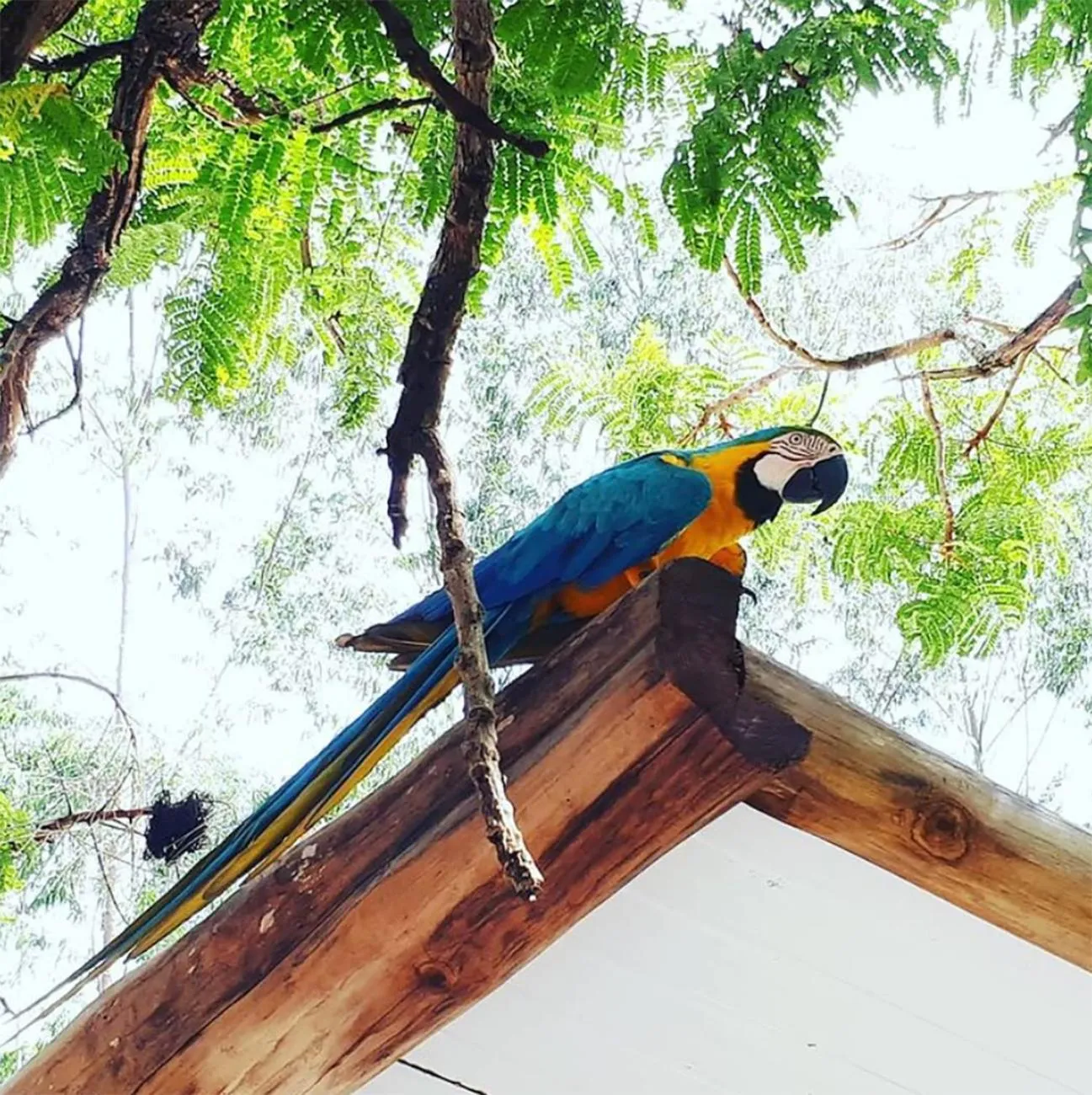 Garden in Chalé Container Nobres Asa Própria