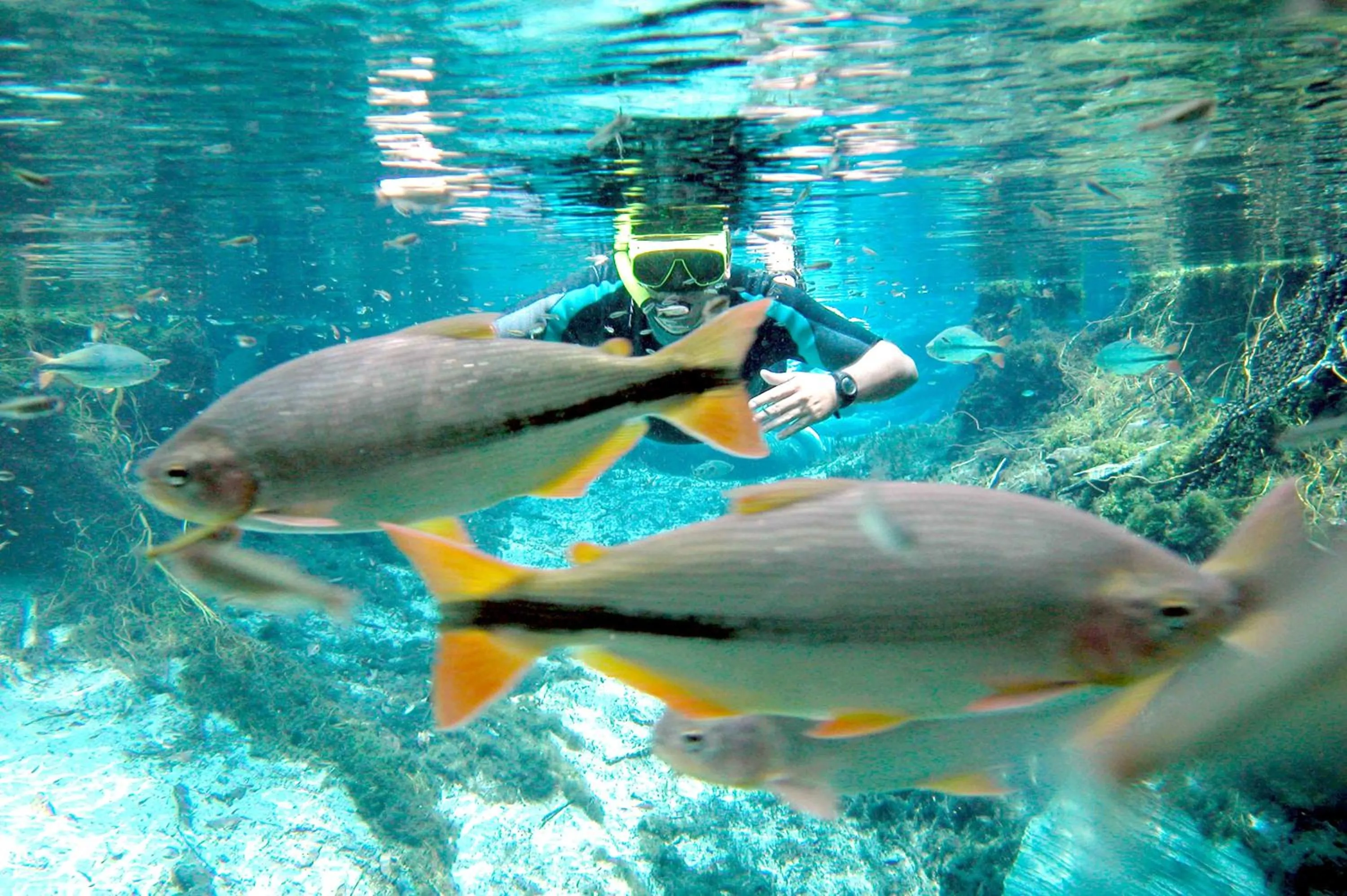 Nearby landmark in Chalé Container Nobres Asa Própria
