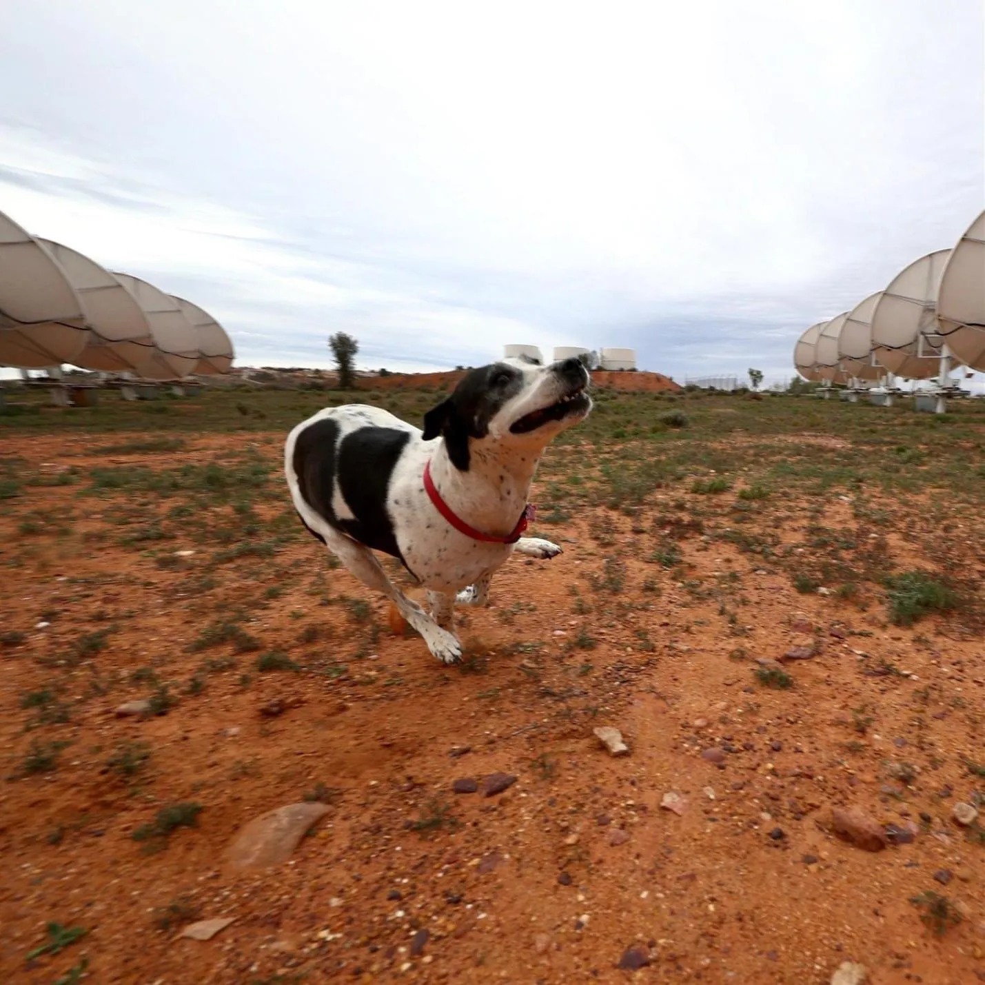 Pets in White Cliffs Underground Motel