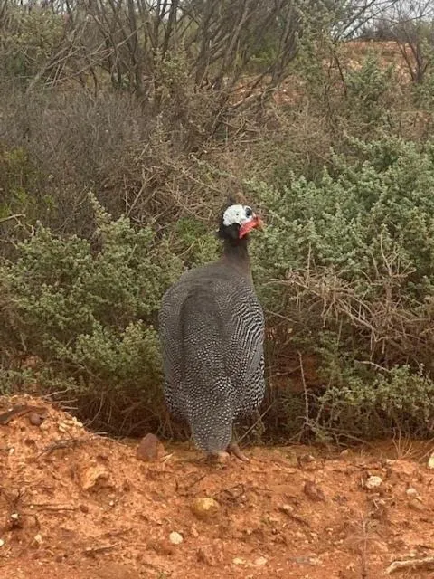 Natural landscape in White Cliffs Underground Motel