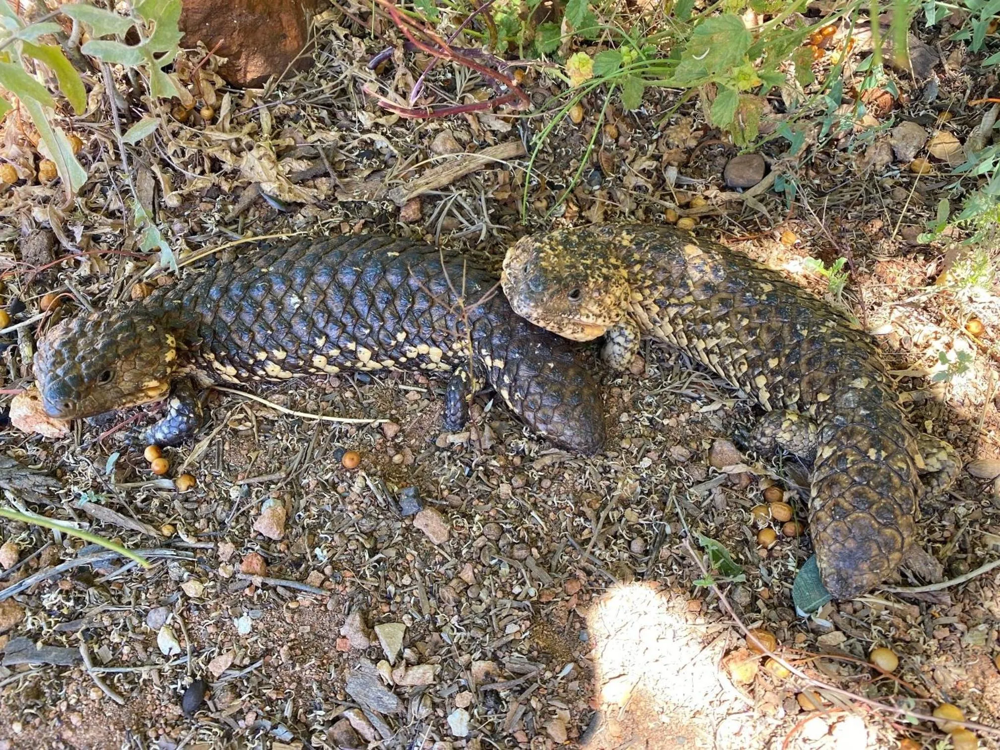 Animals in White Cliffs Underground Motel