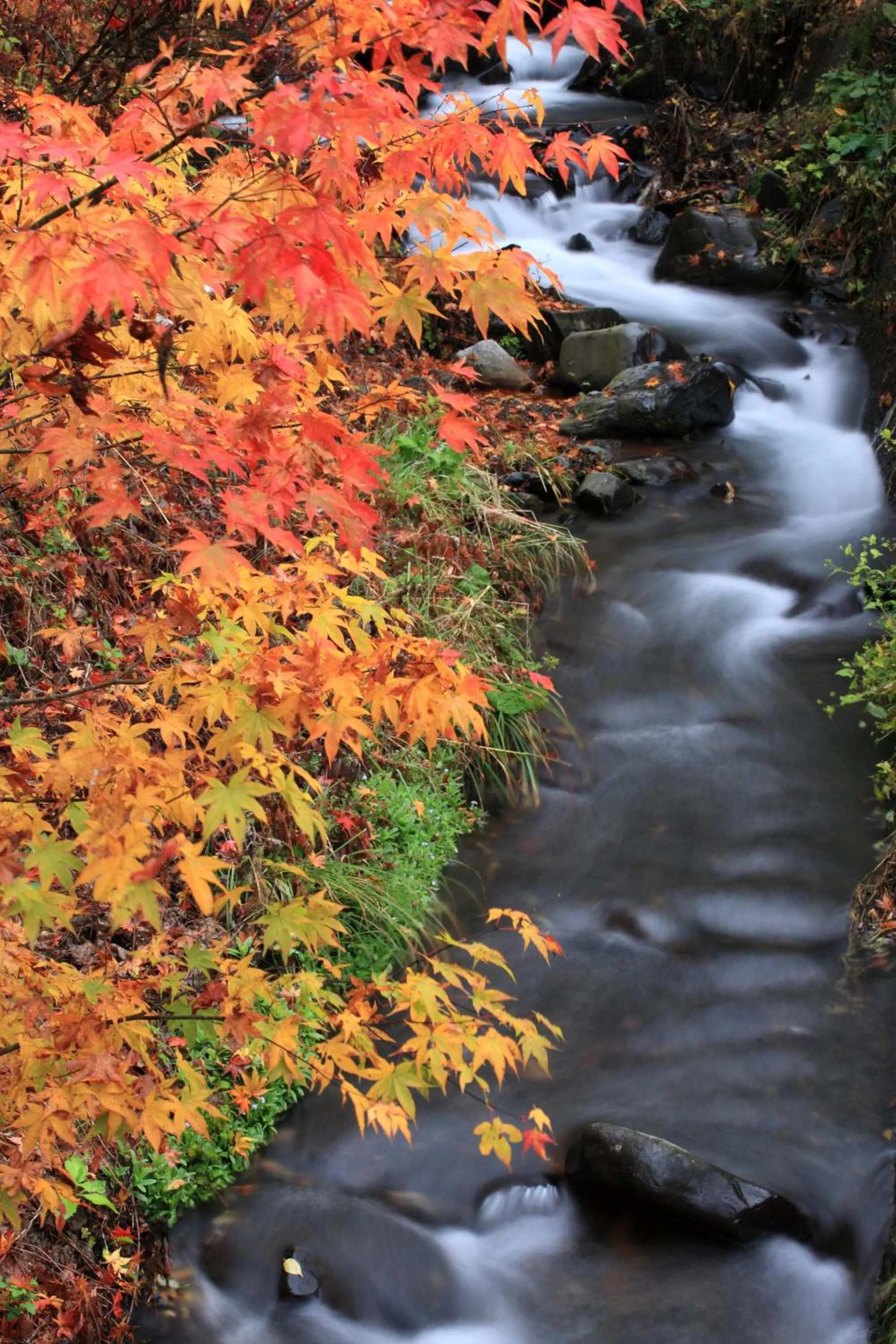 Autumn in Nukumorino-yado Komanoyu