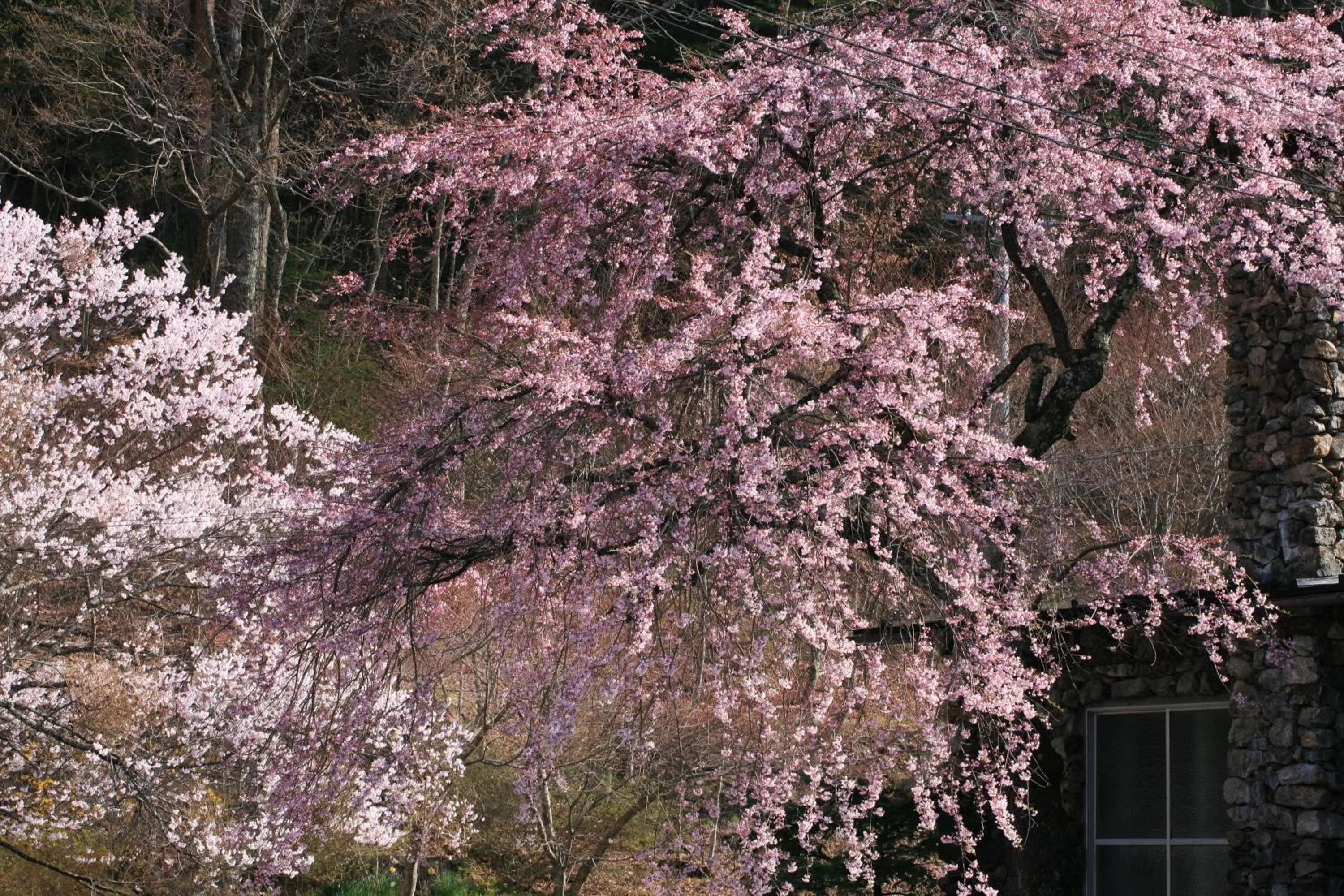 Spring in Nukumorino-yado Komanoyu