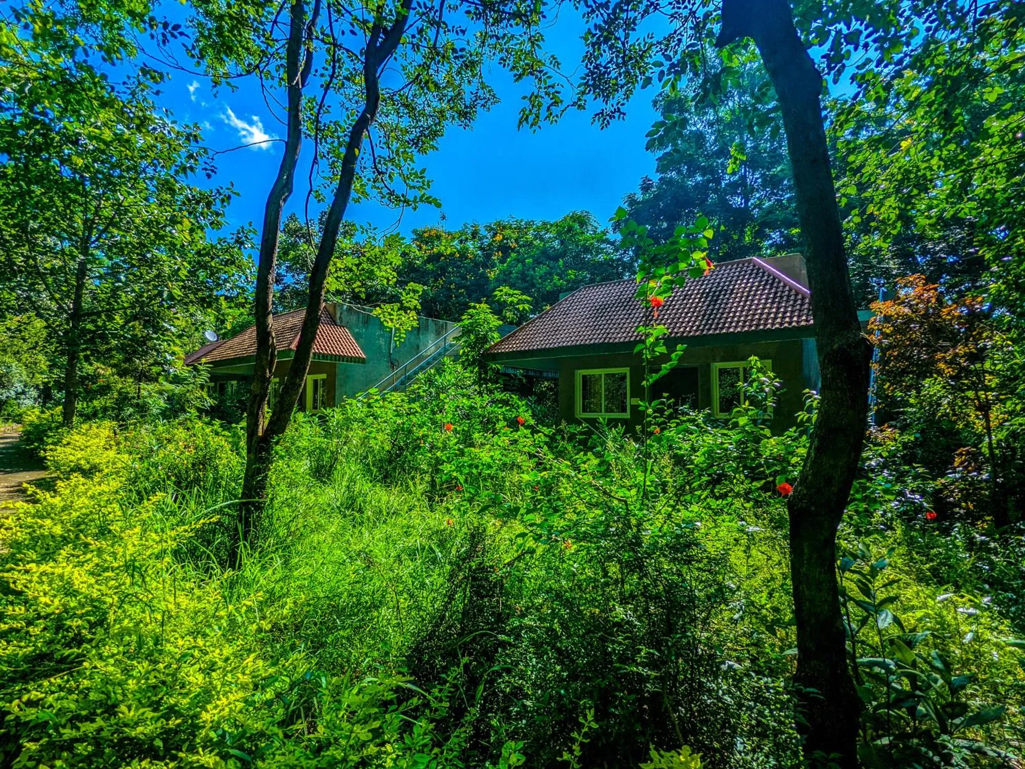 View (from property/room) in Syna Tiger Resort Bandhavgarh