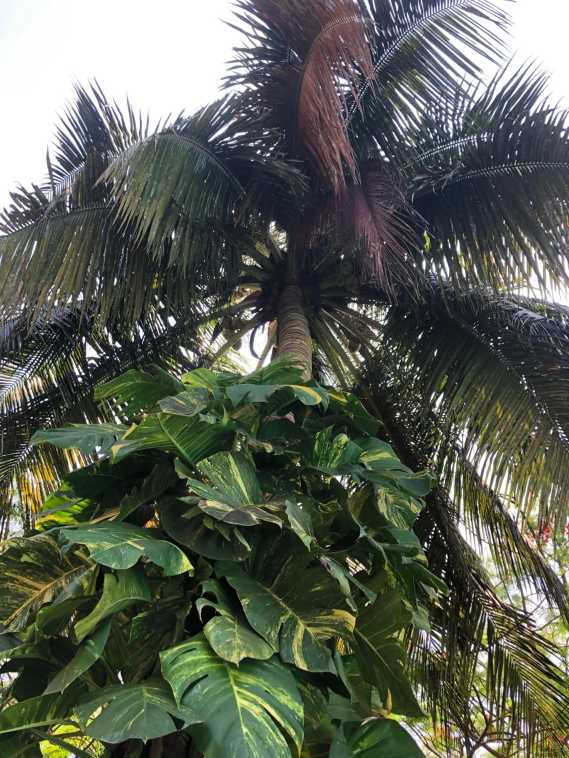 Garden in Villa Madinina