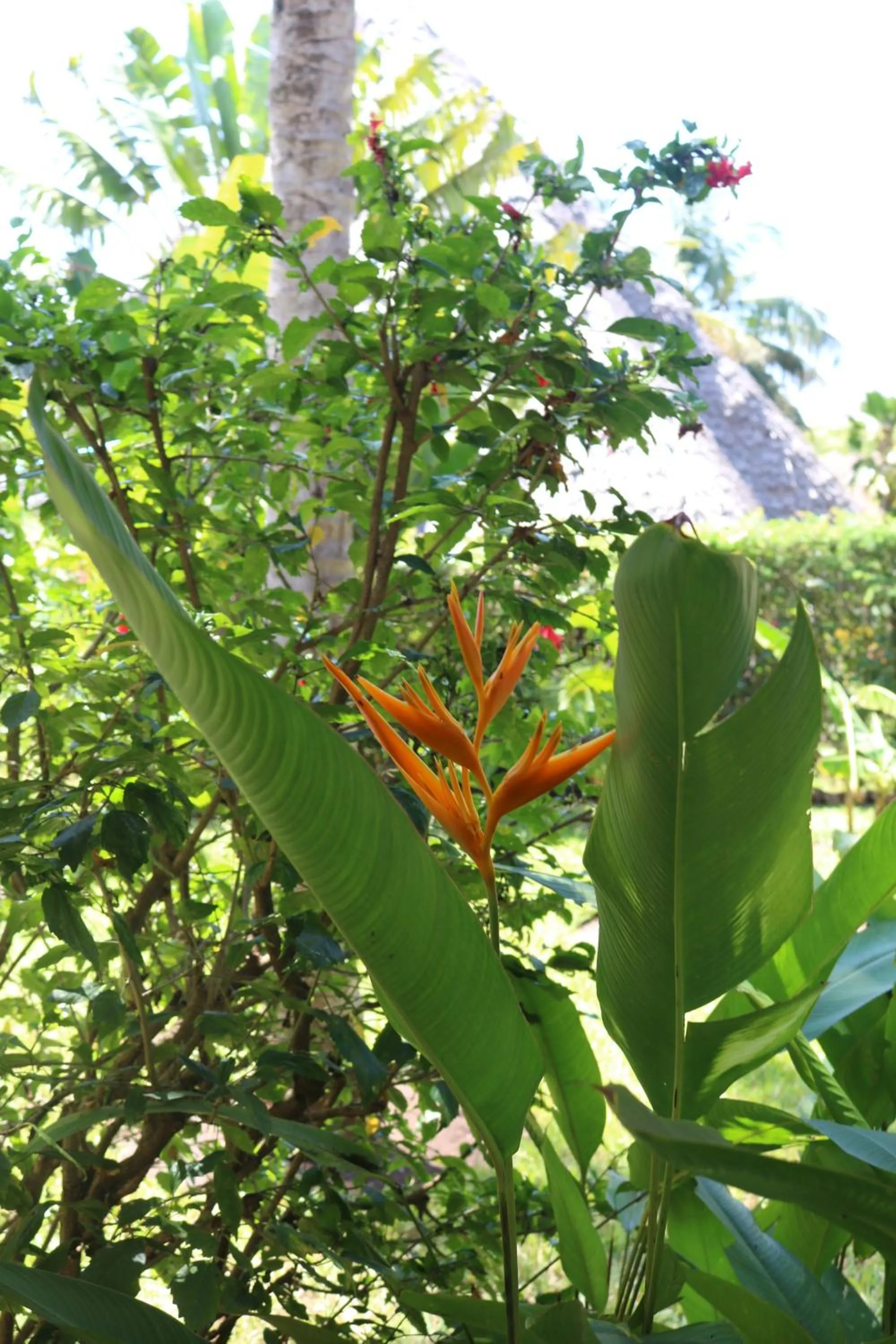 Garden in Villa Madinina