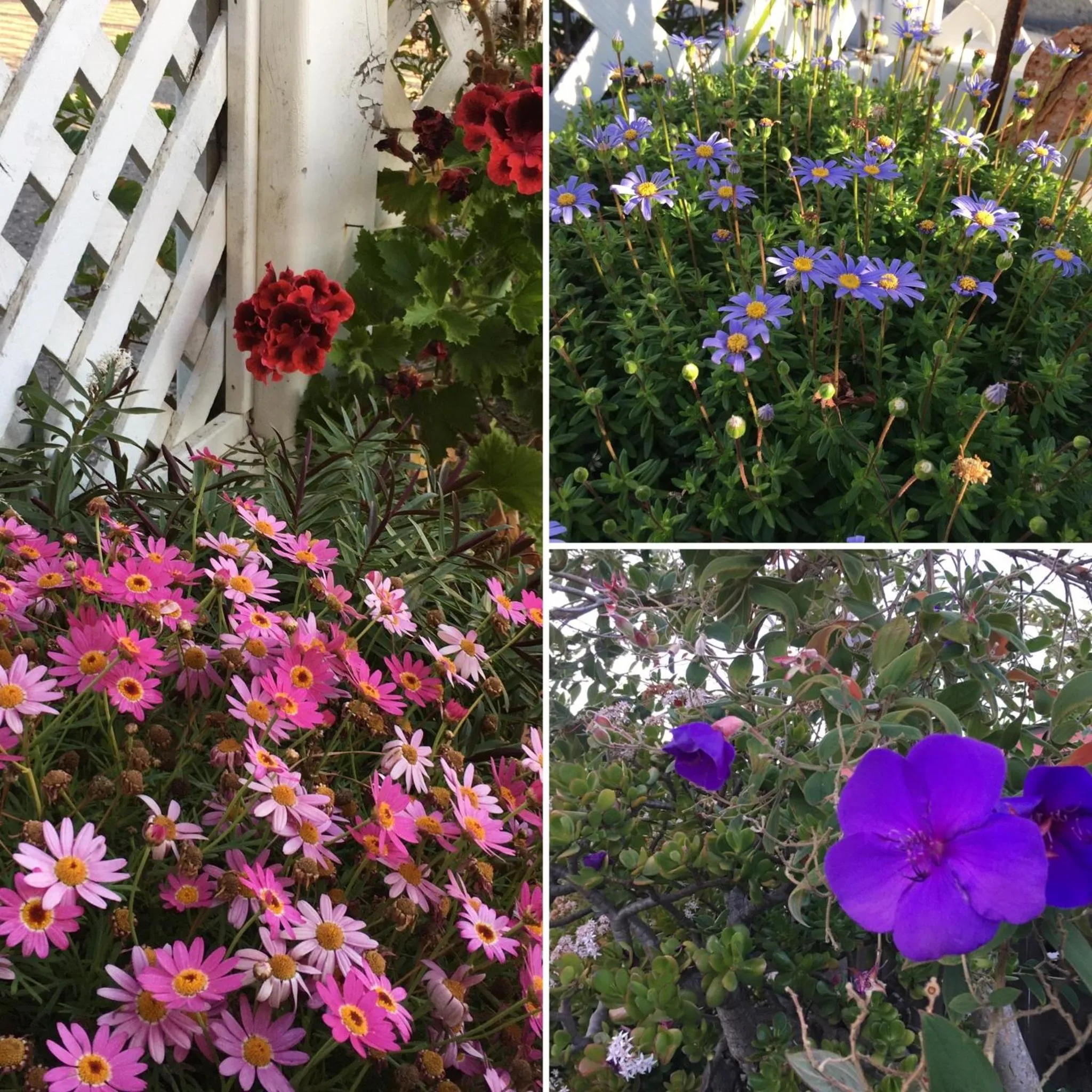 Patio in Marina Street Inn