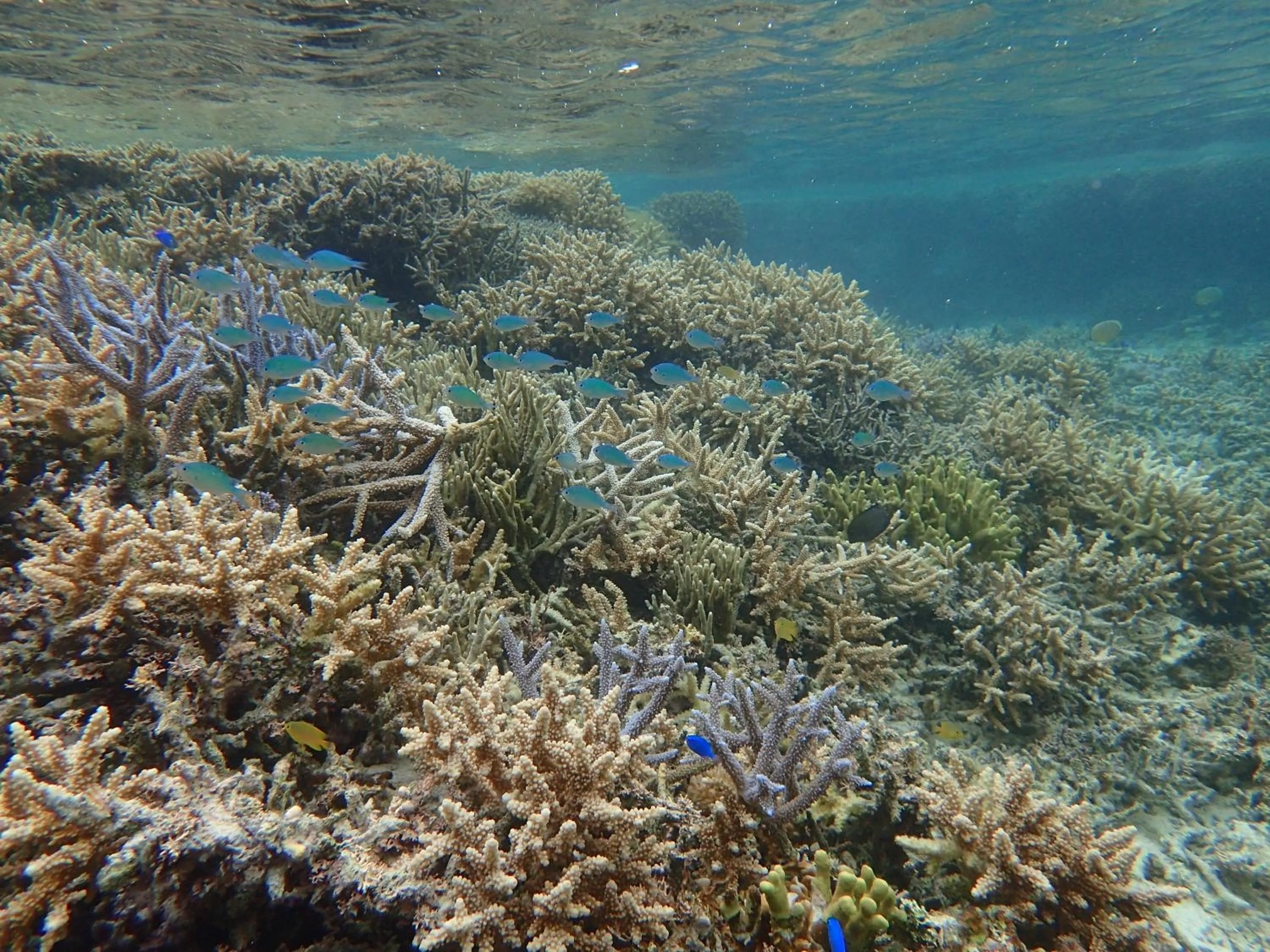 Snorkeling in Seaside KLATCH -Villa&sauna-