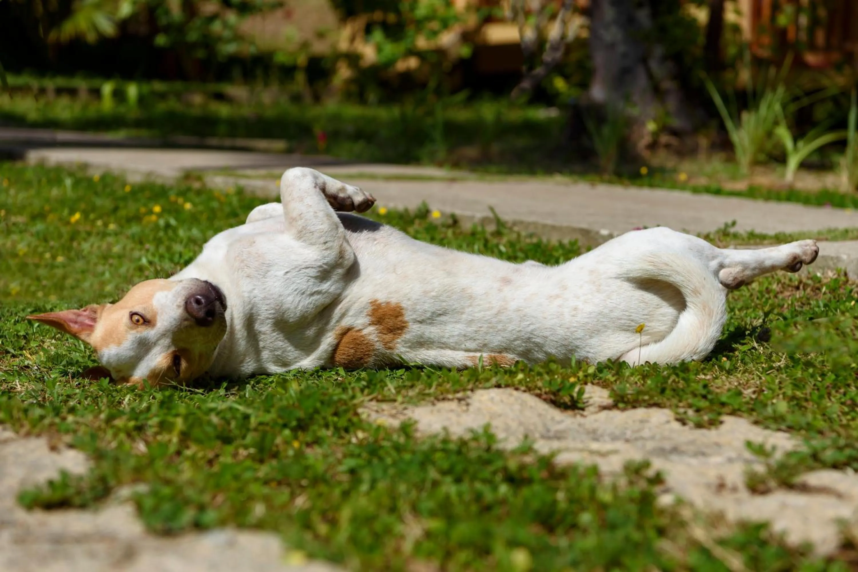Animals in Mango Beach Resort