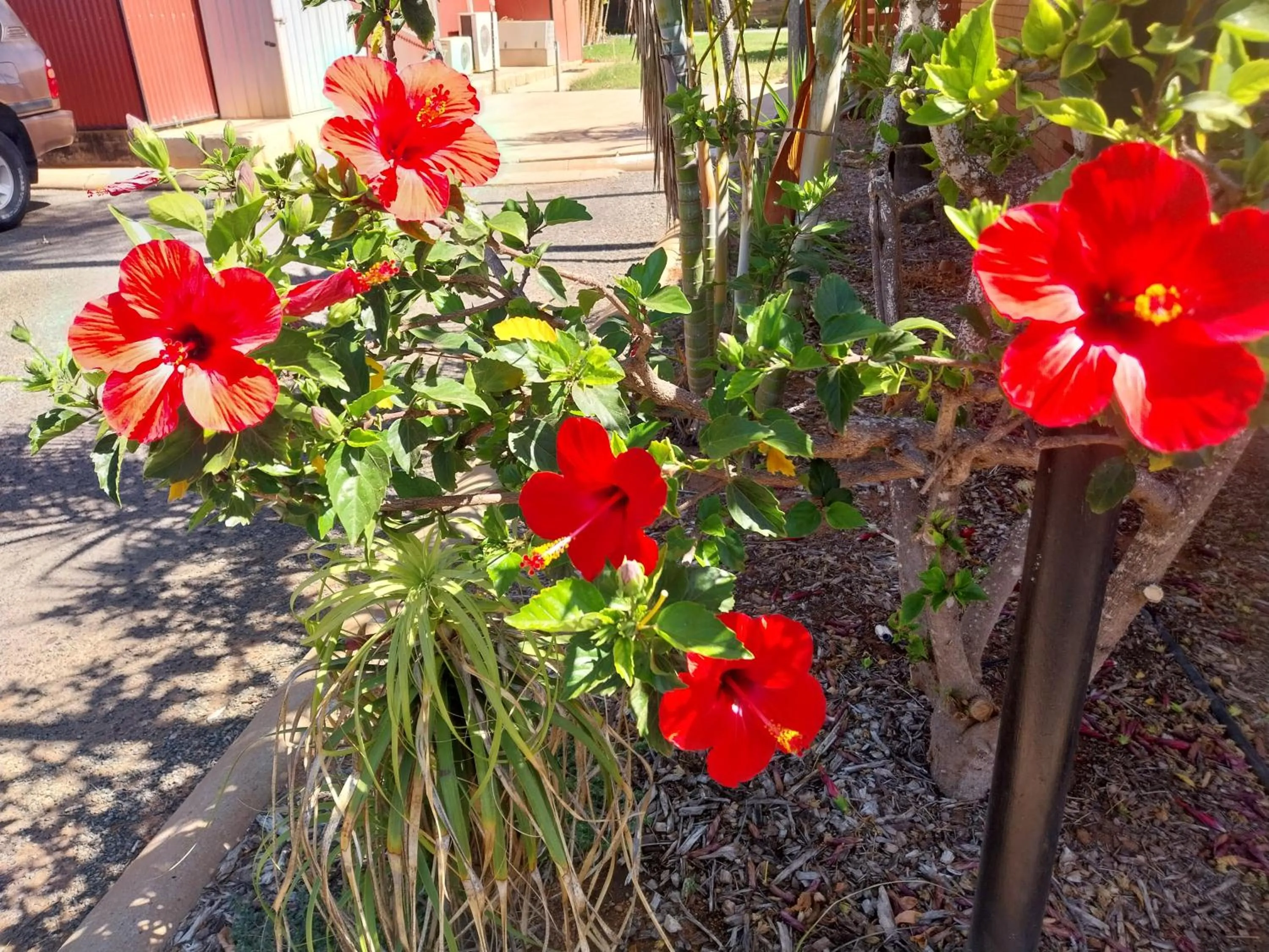 Carnarvon Central Apartments