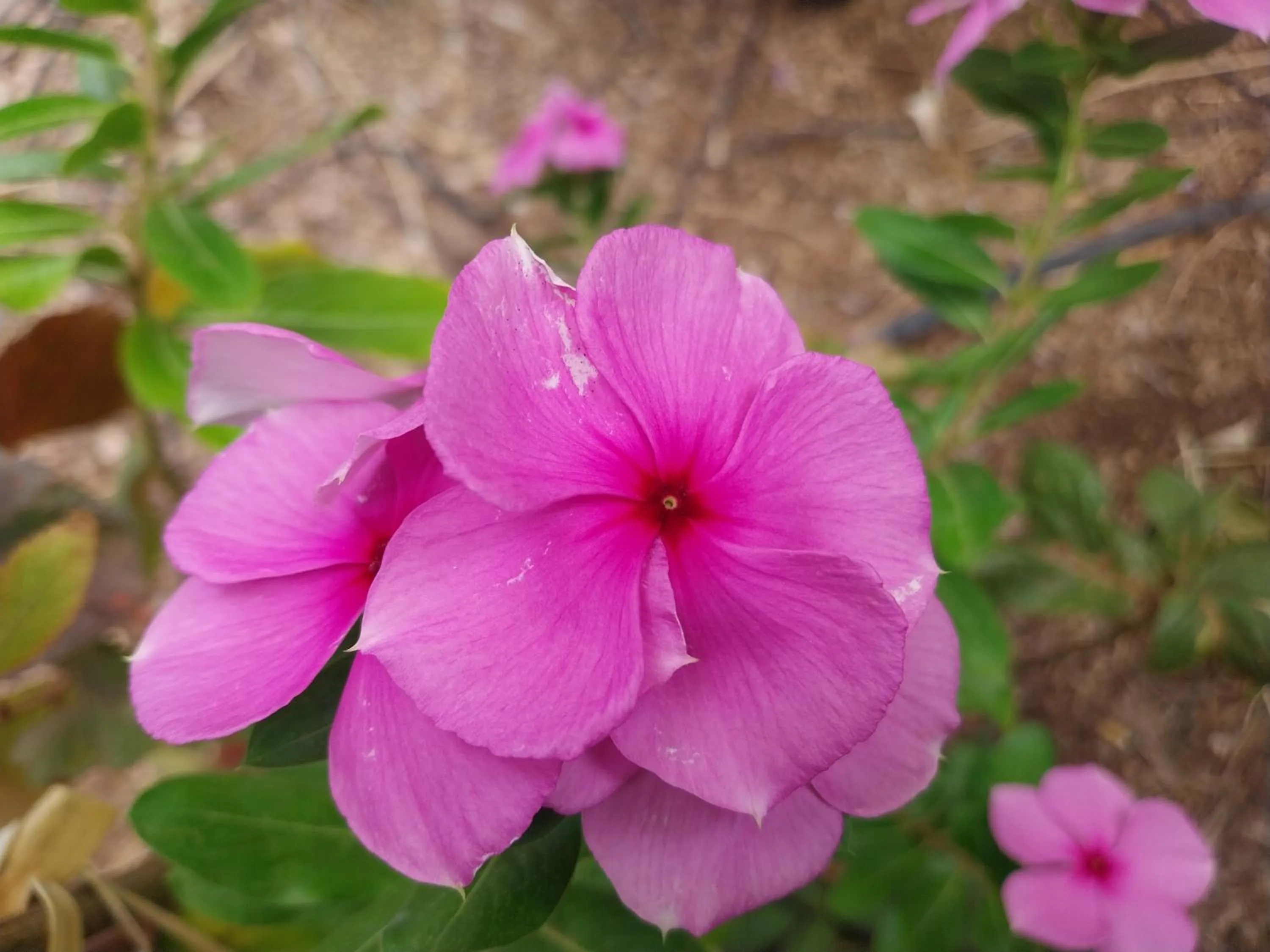 Carnarvon Central Apartments