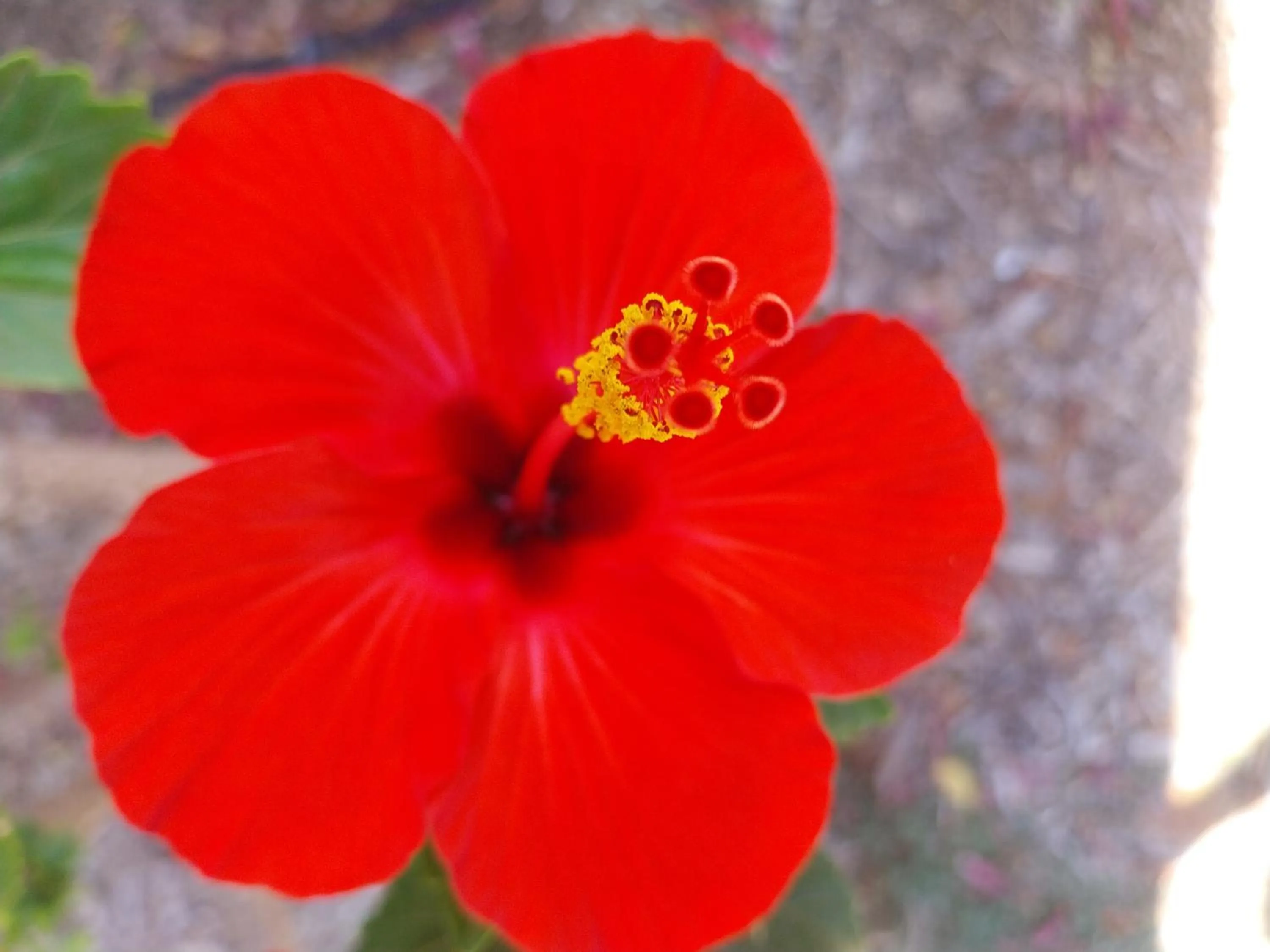 Carnarvon Central Apartments