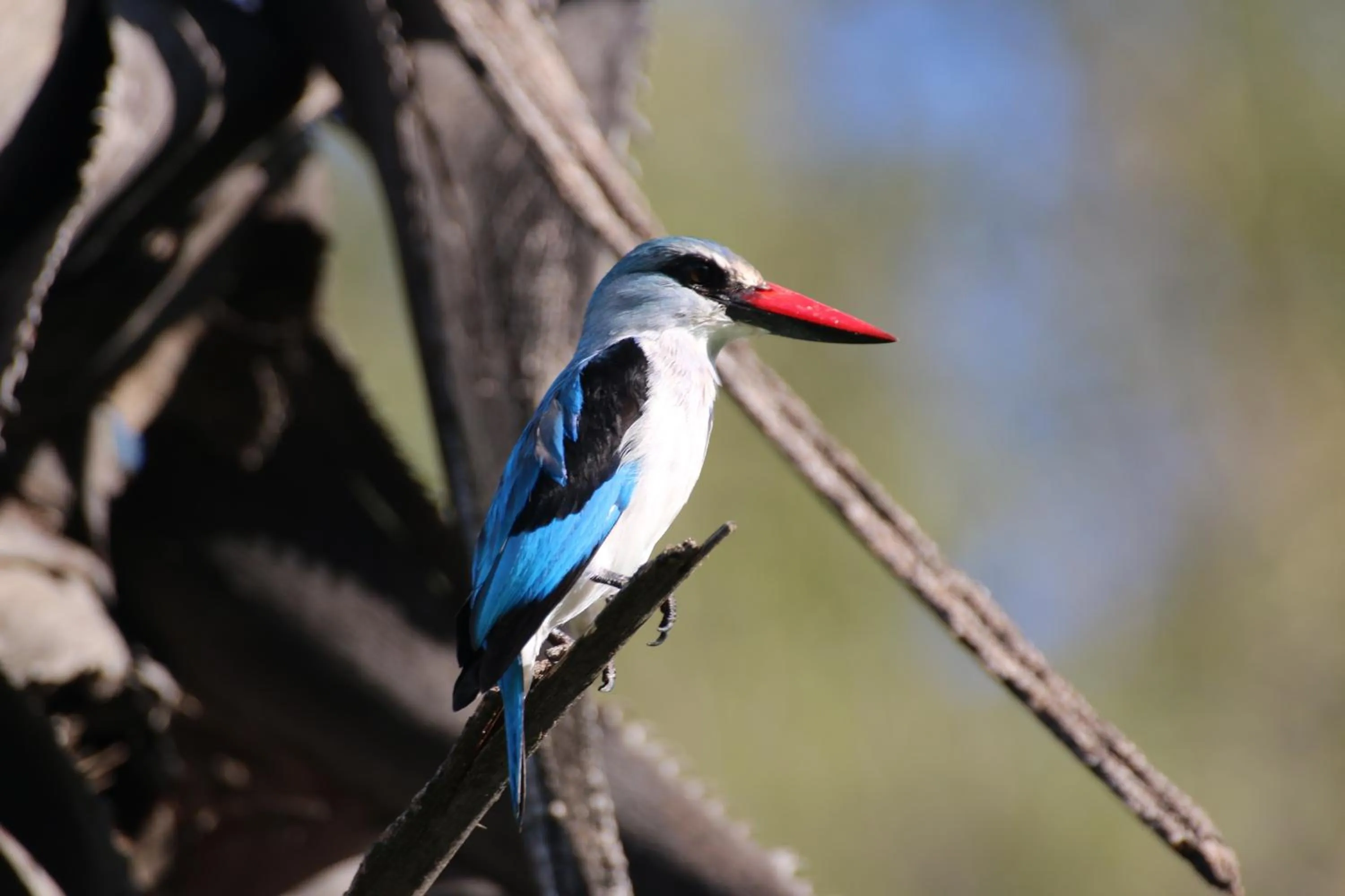 Animals in Island Safari Lodge