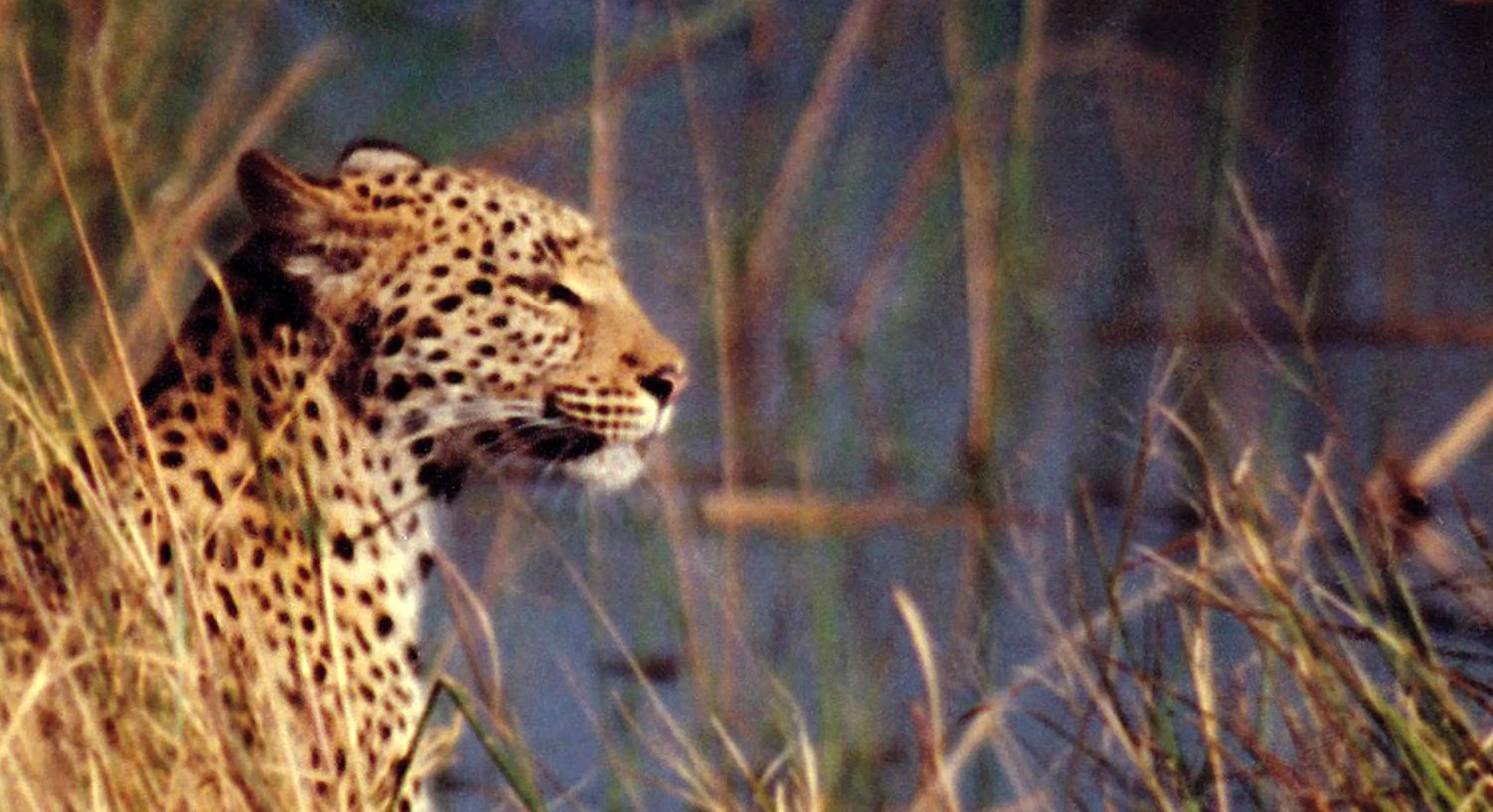 Animals in Island Safari Lodge