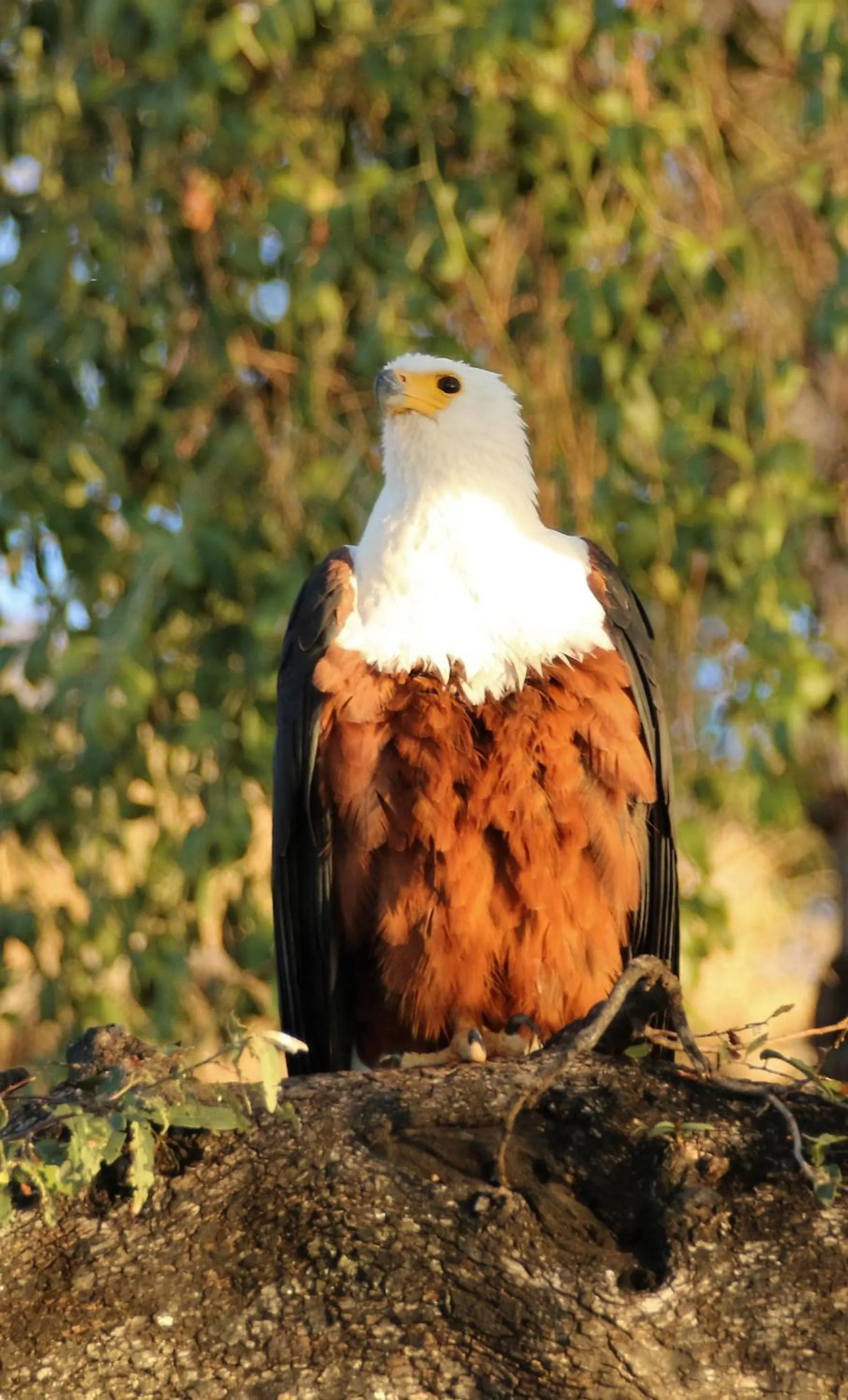 Animals in Island Safari Lodge