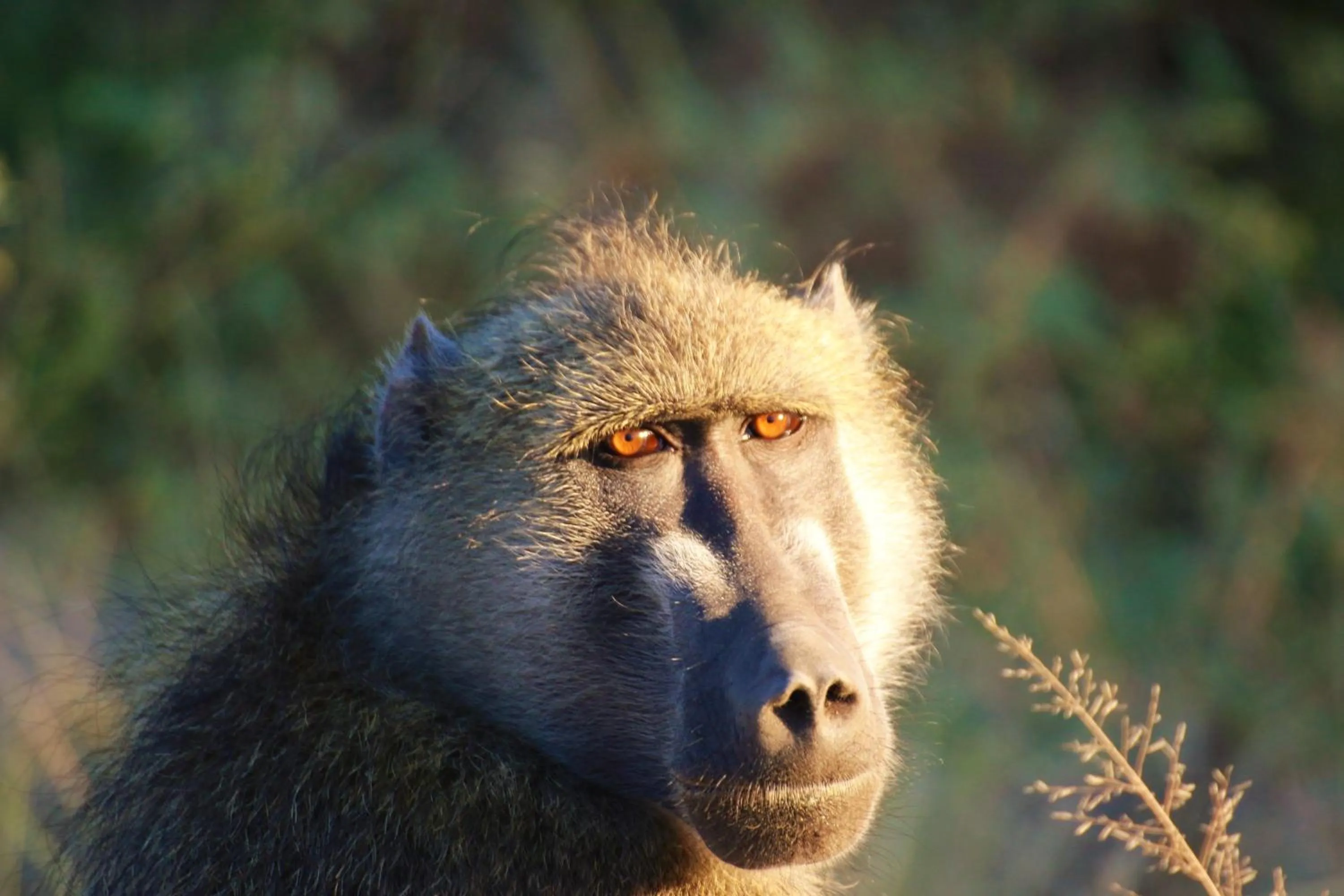 Animals in Island Safari Lodge