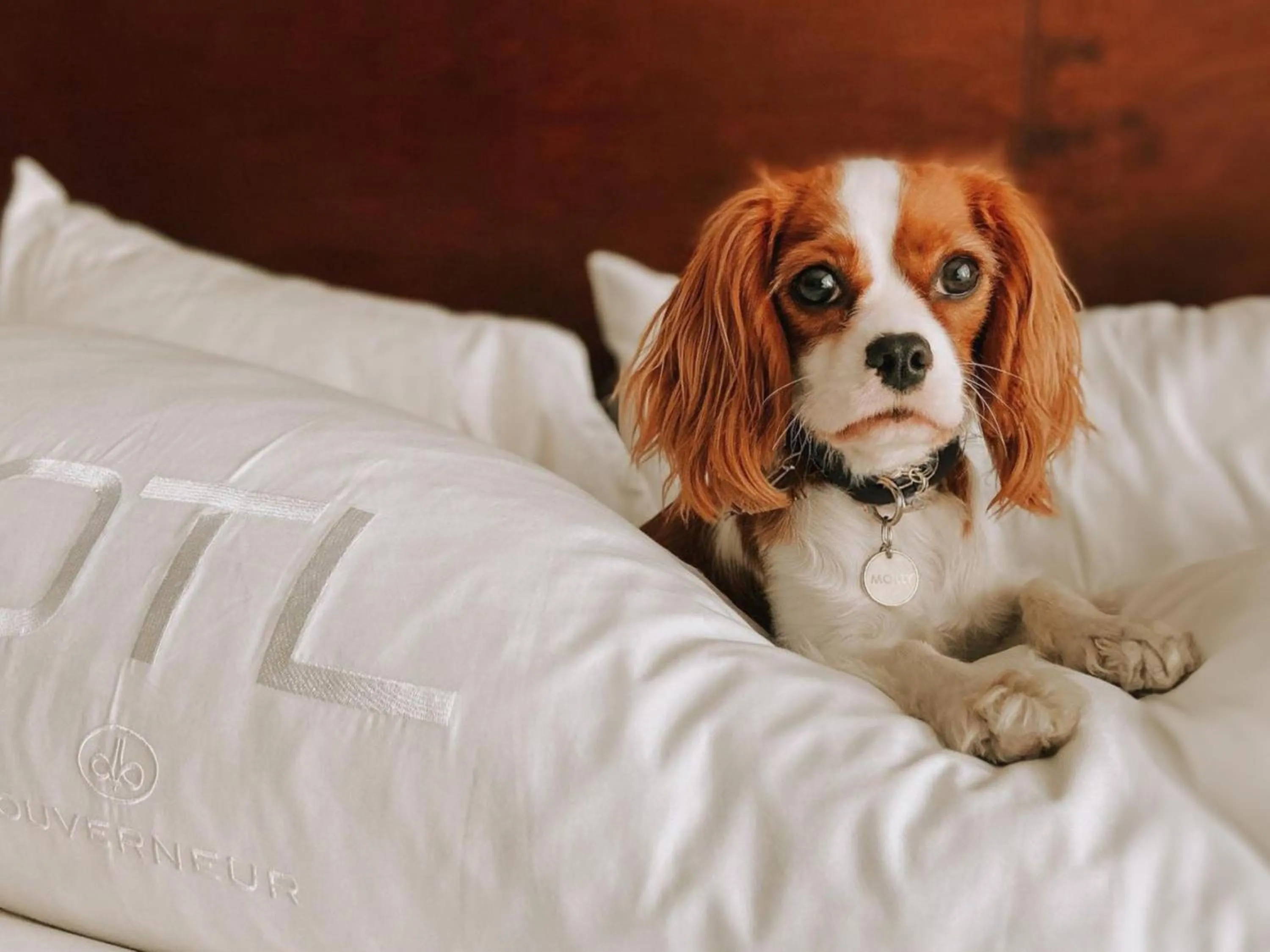 Pets in OTL Gouverneur Saguenay