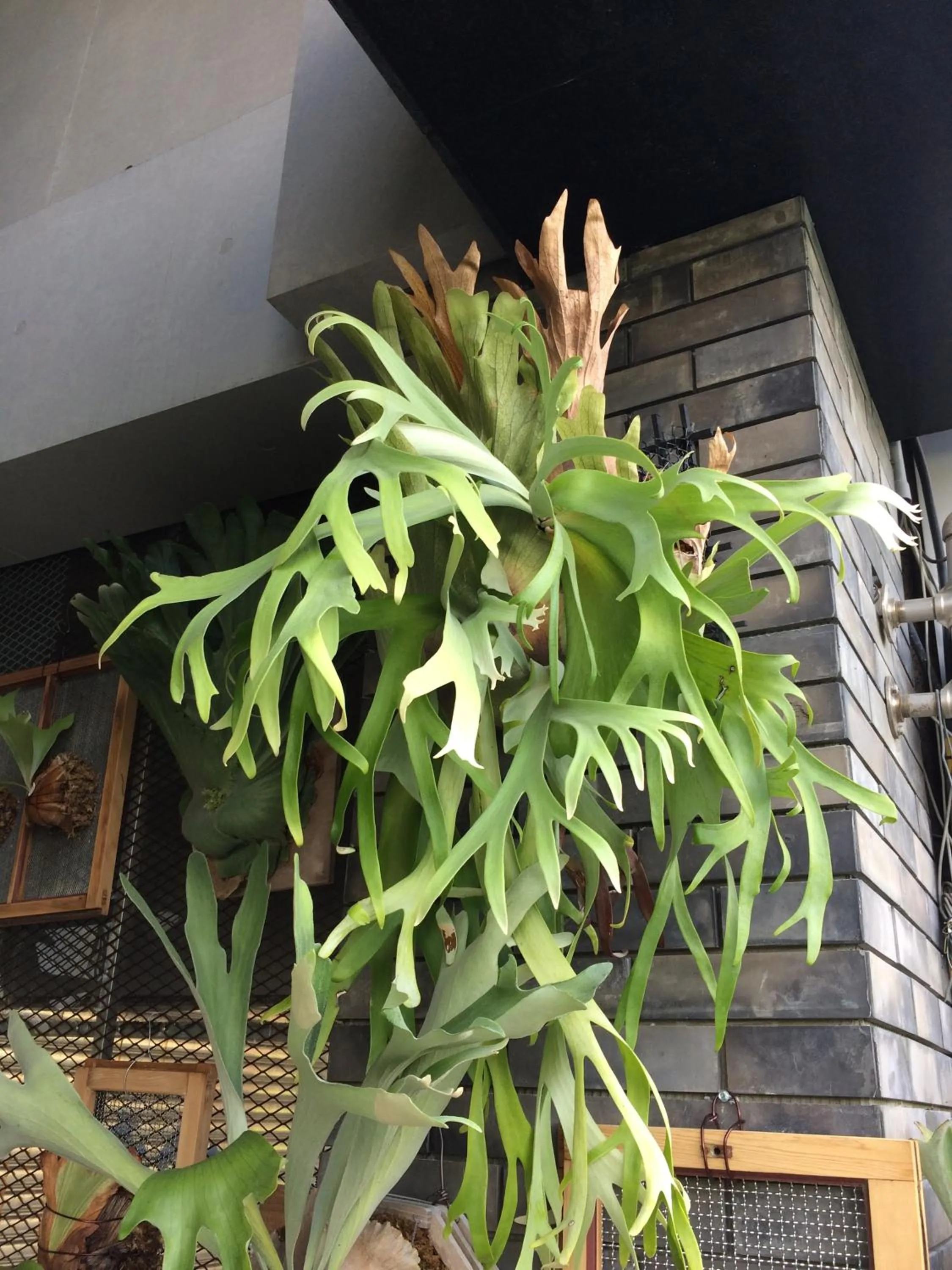 Balcony/Terrace in PAPO'A Hotel