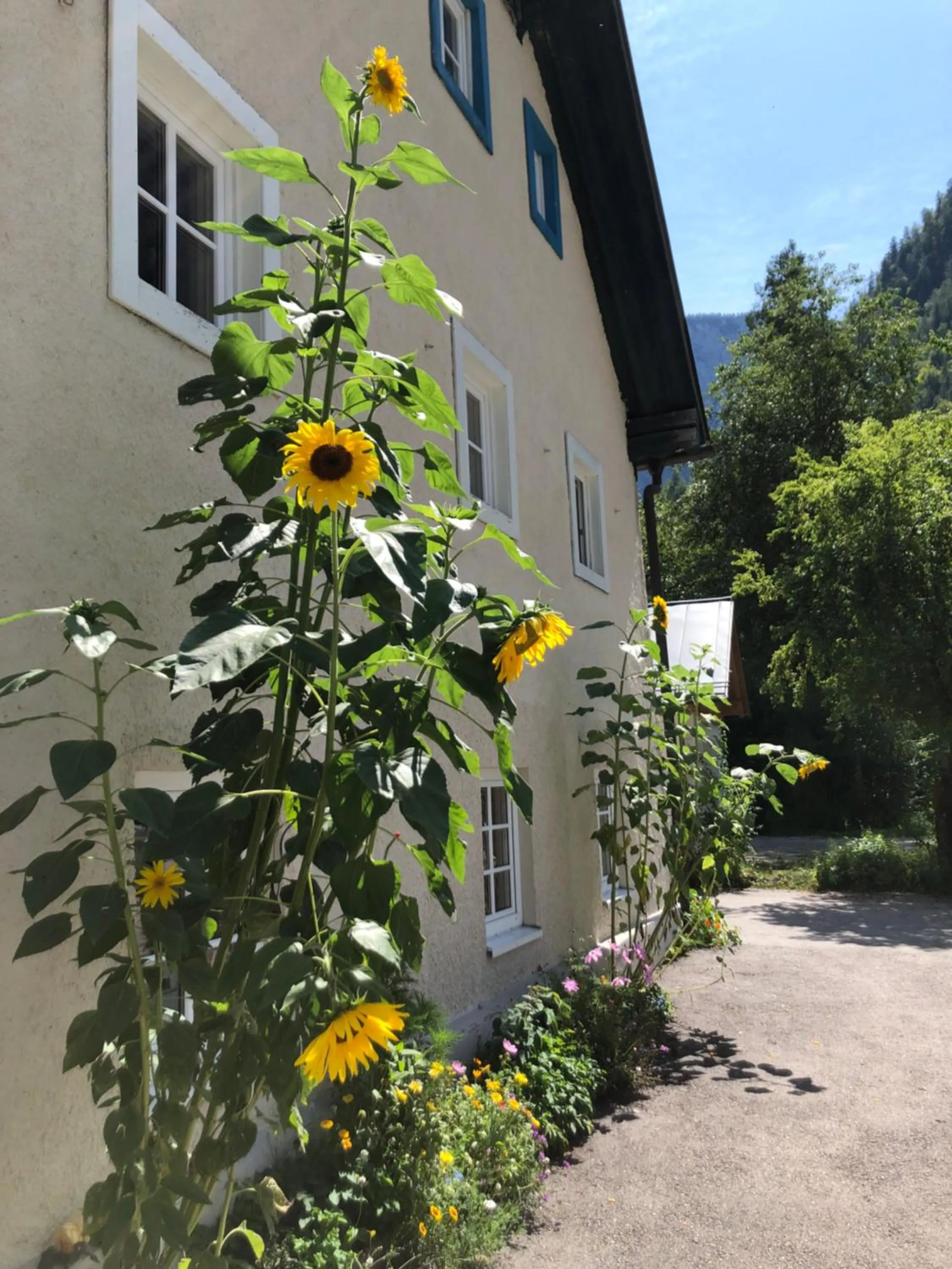 Fenix Hall Boutique Hotel Hallstatt
