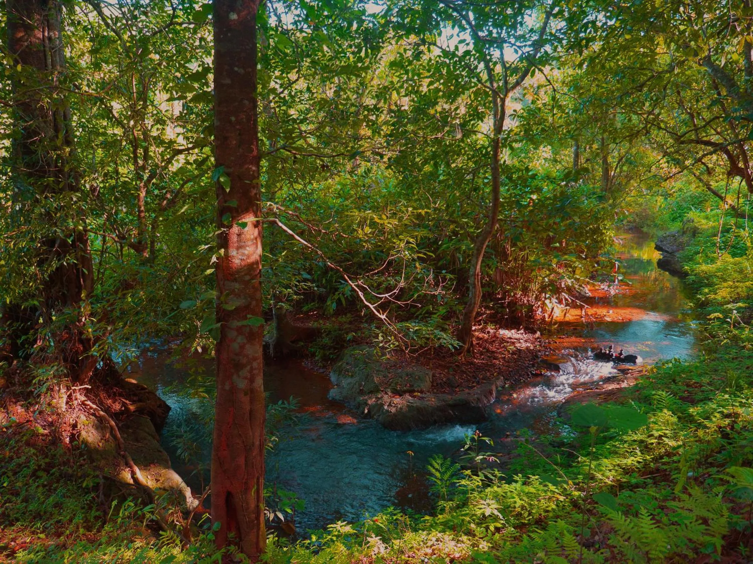 Off site in Wayanad Wild - A CGH Earth Experience