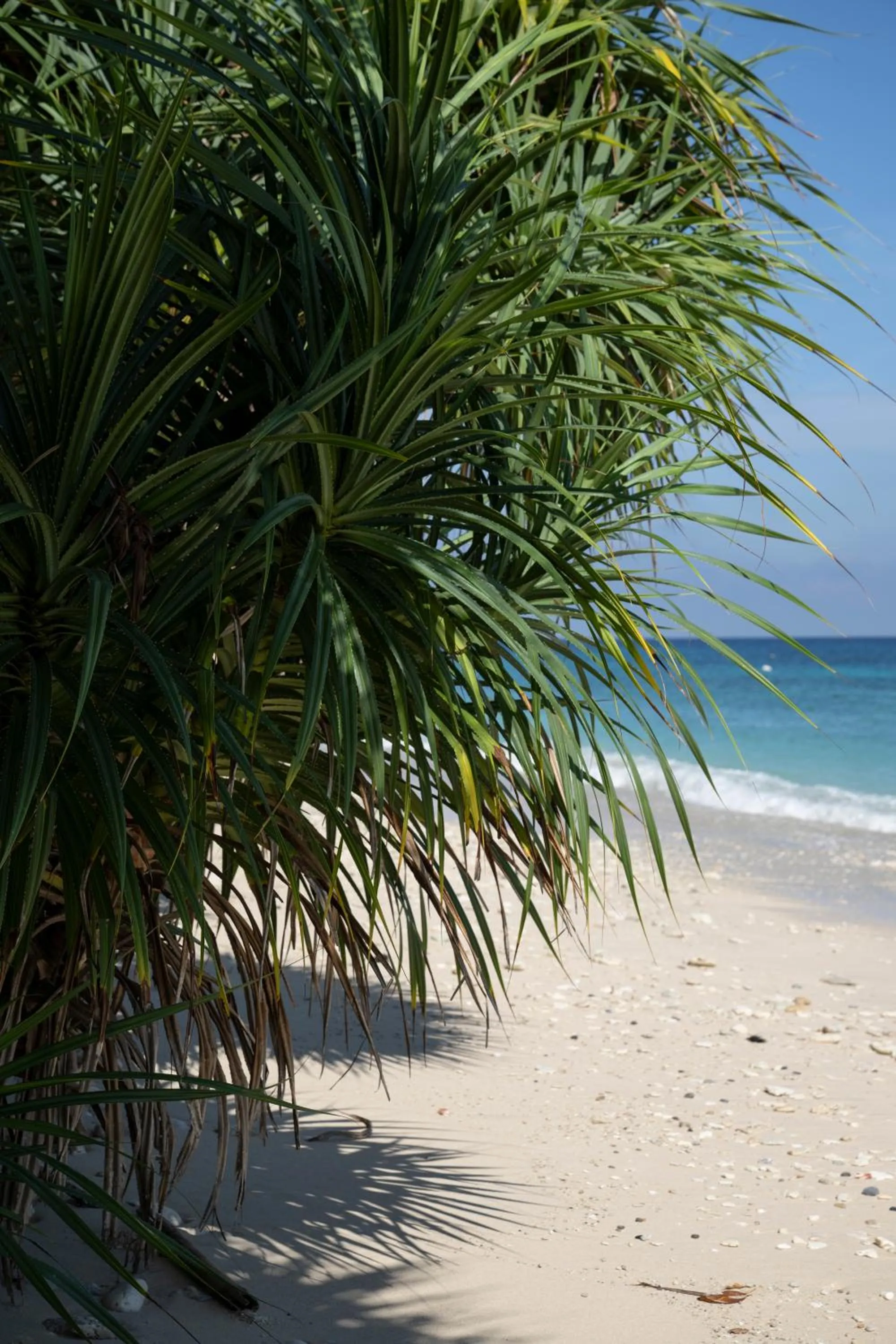 Natural landscape in Casa Nemo Beach Resort & Spa