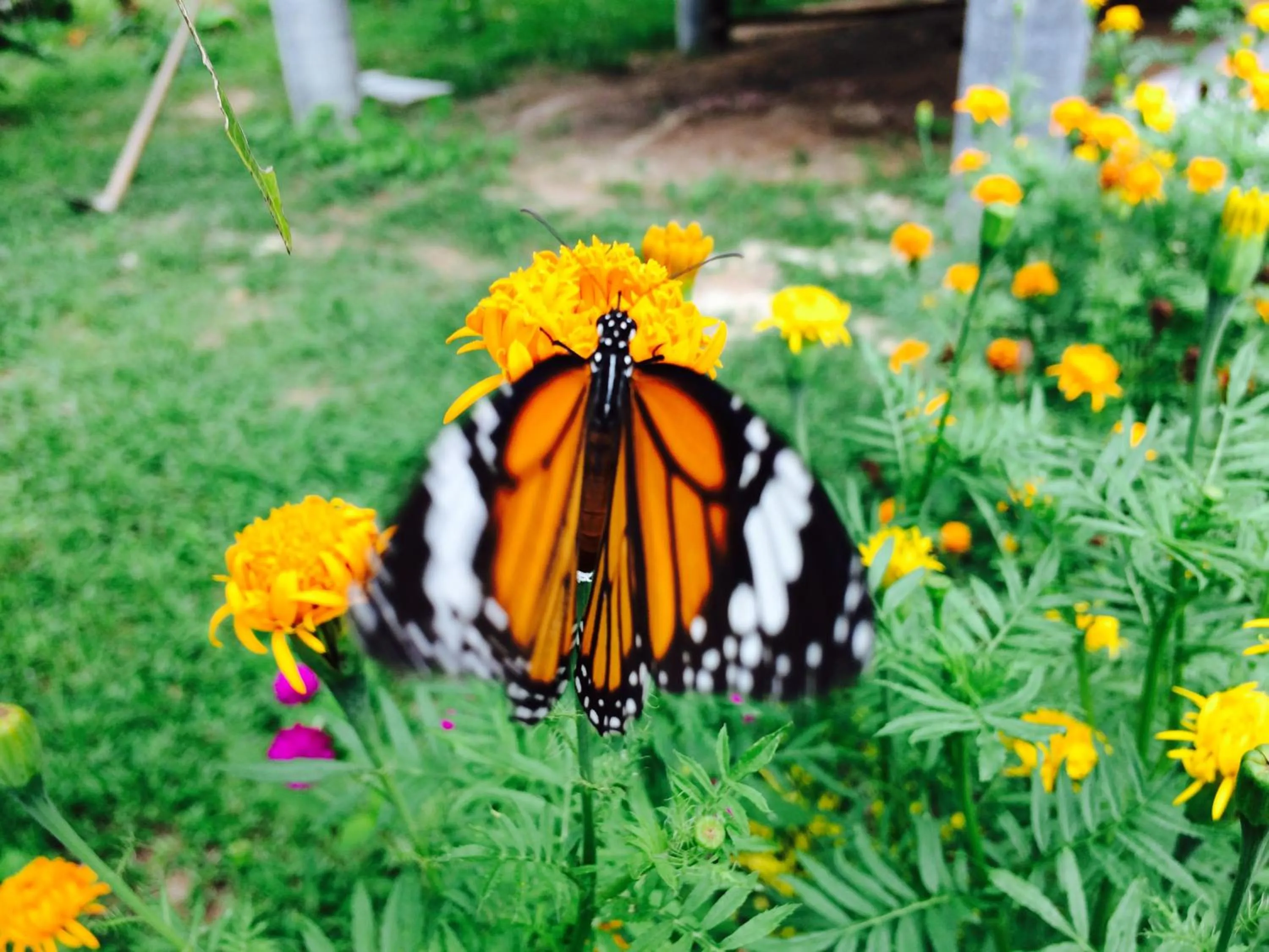 Property building in Gardenhomeresortkohjum
