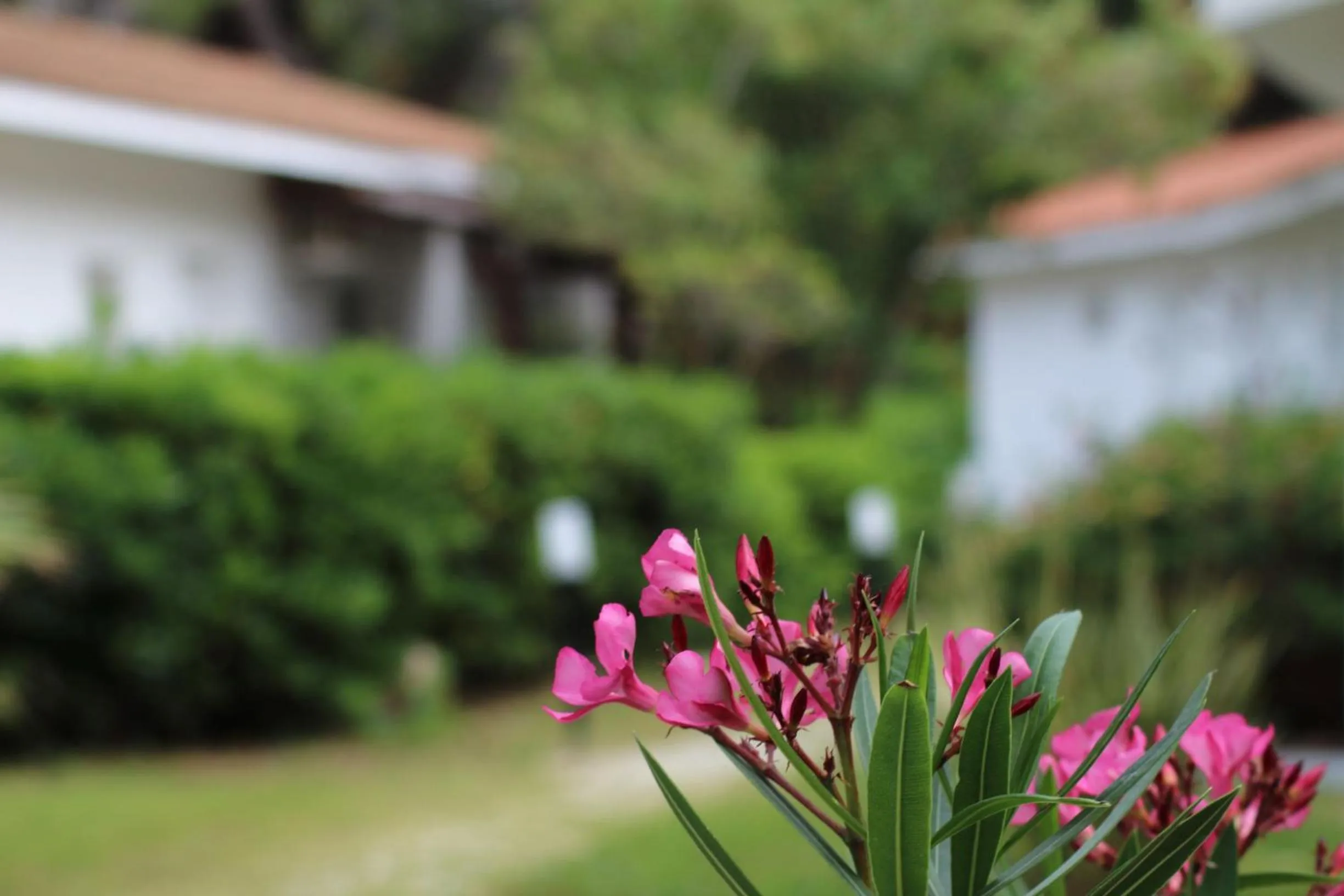 Garden in BV Kalafiorita Resort