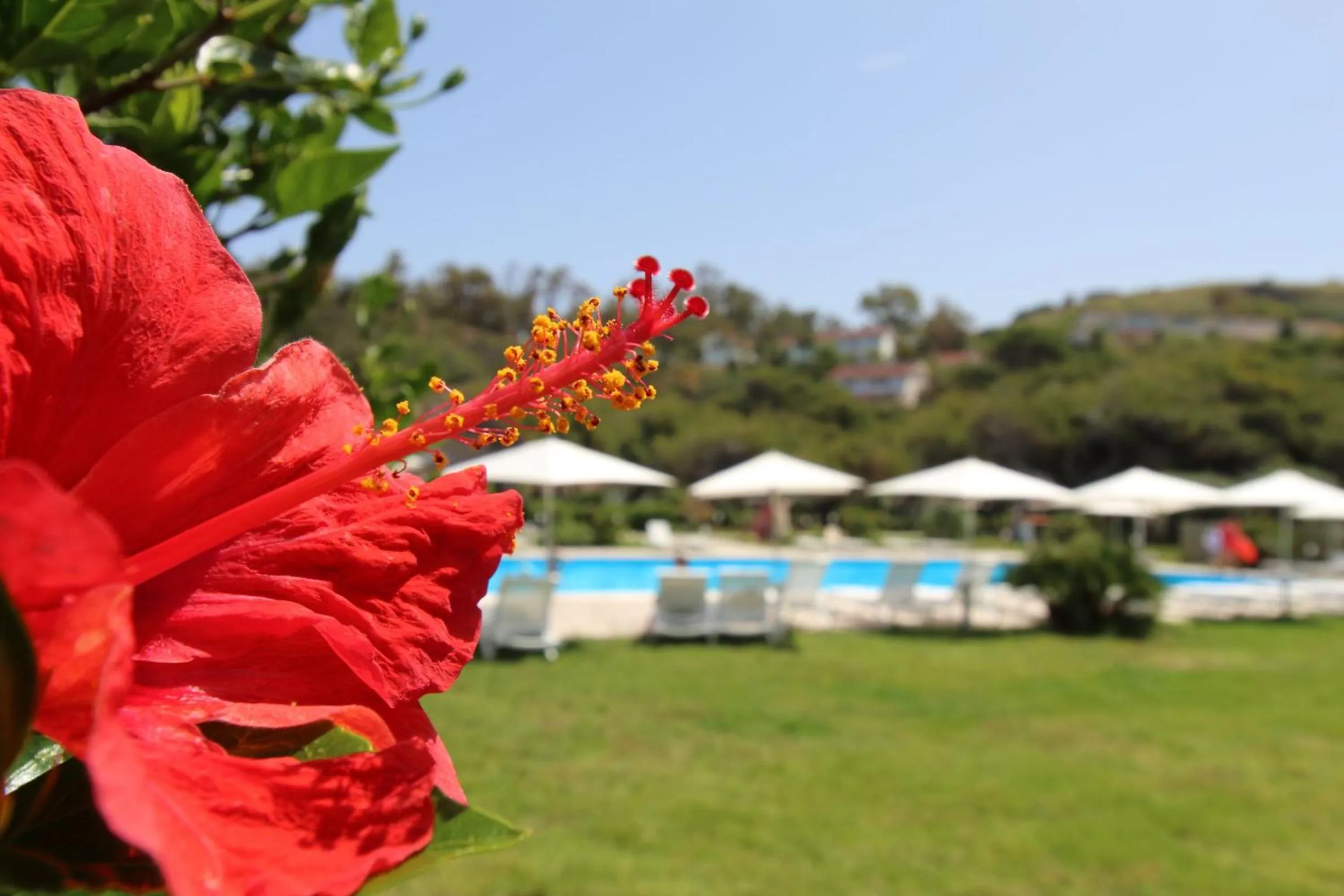 Garden in BV Kalafiorita Resort