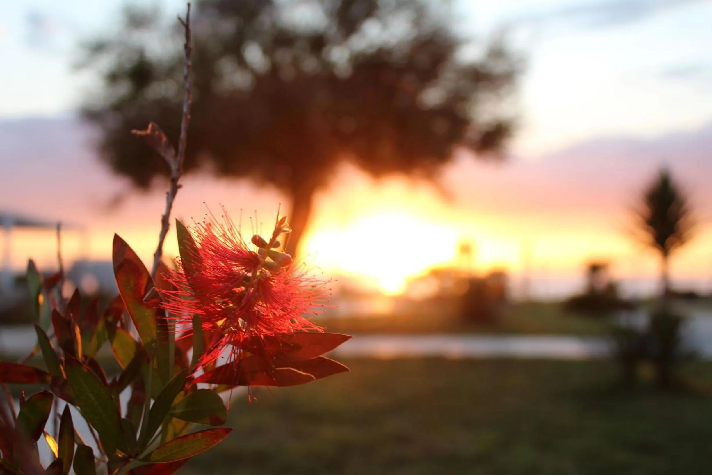 Garden in BV Kalafiorita Resort