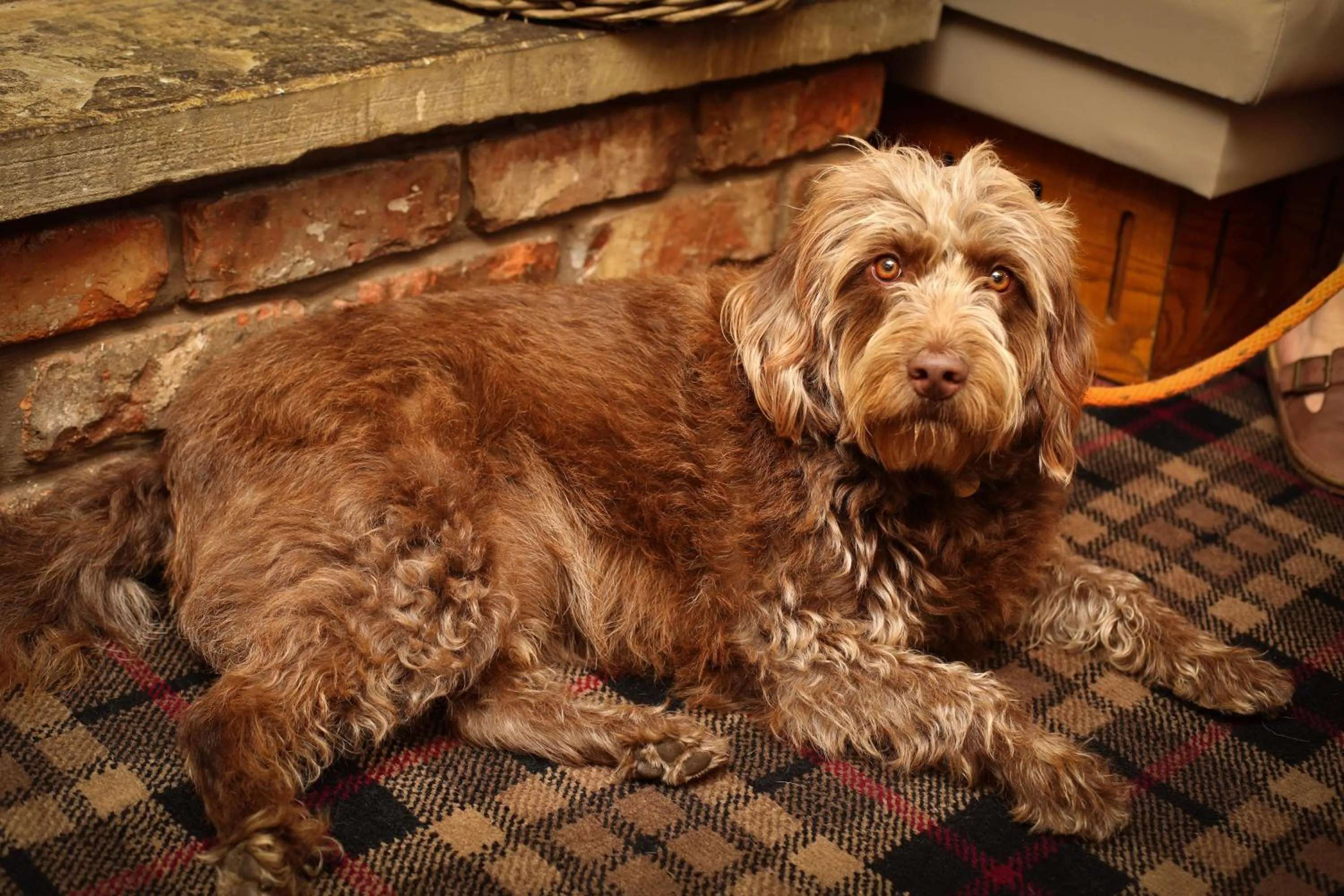 Animals in The Lindisfarne Inn - The Inn Collection Group