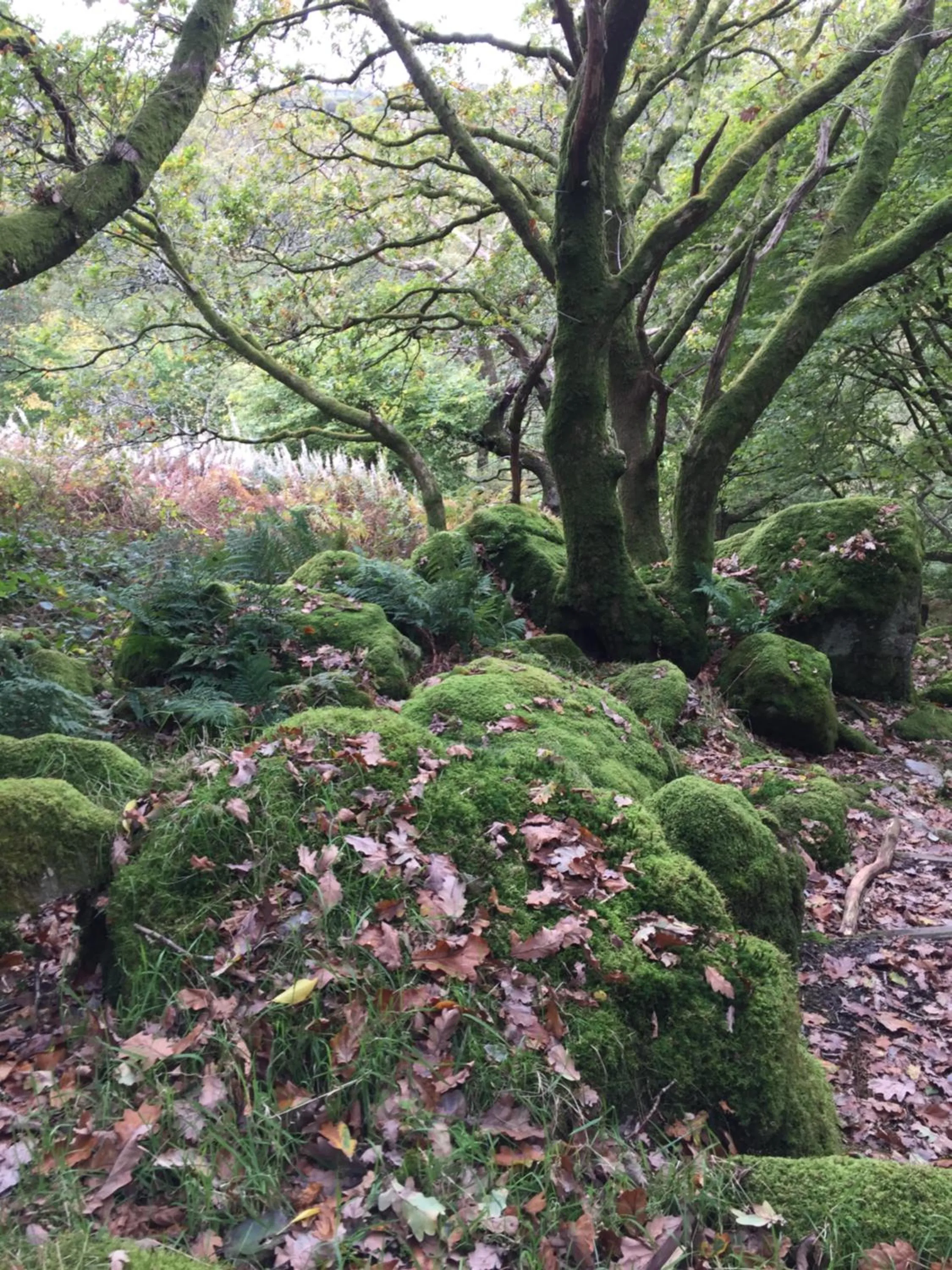 Pisgah Guesthouse Snowdonia