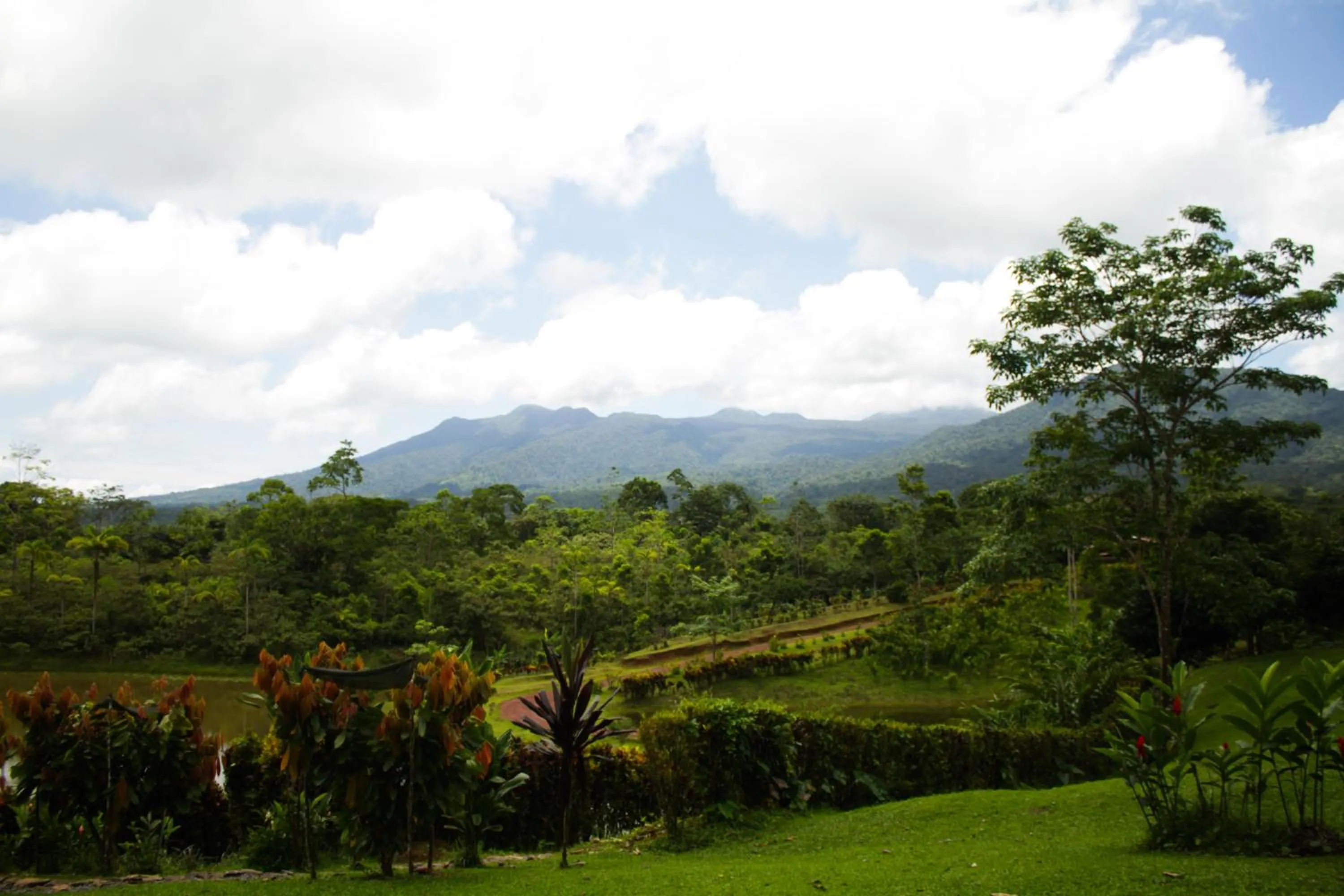 Natural landscape in La Anita Rain Forest