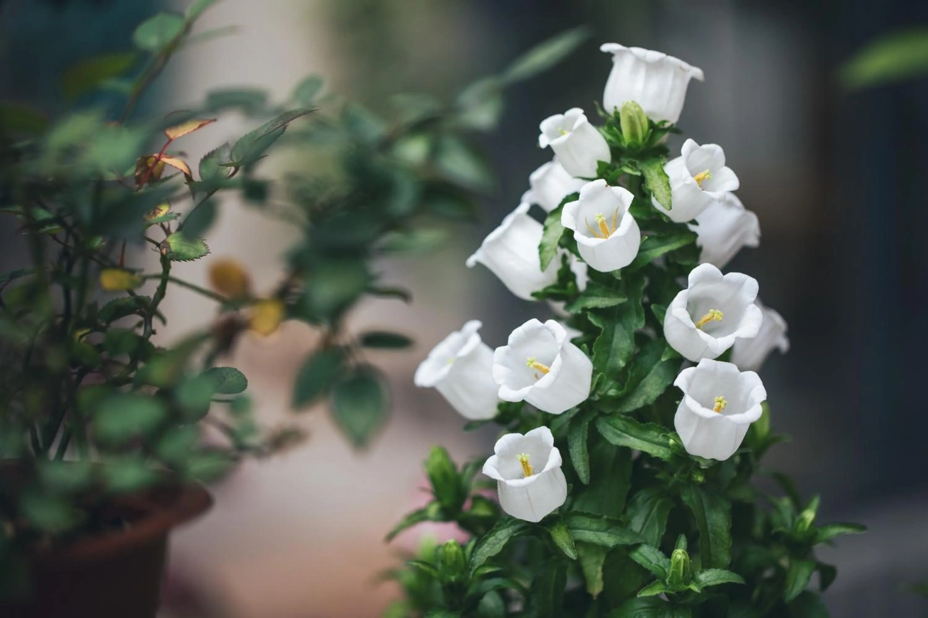 Garden in Ancient Street No.5 Youth Chic Hotel