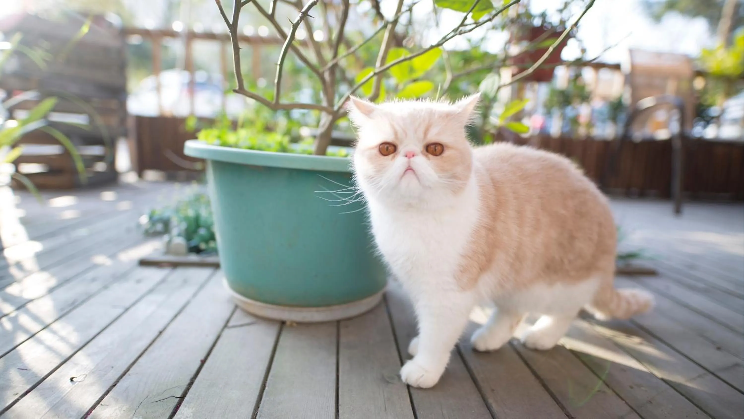 Pets in Ancient Street No.5 Youth Chic Hotel