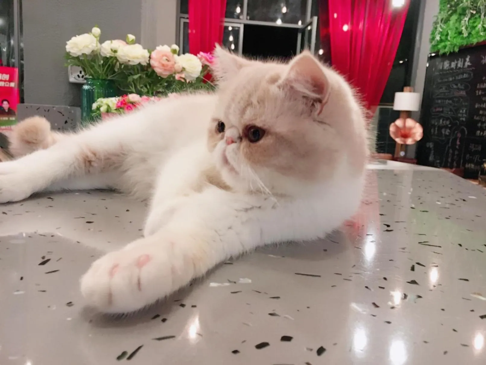 Pets in Ancient Street No.5 Youth Chic Hotel