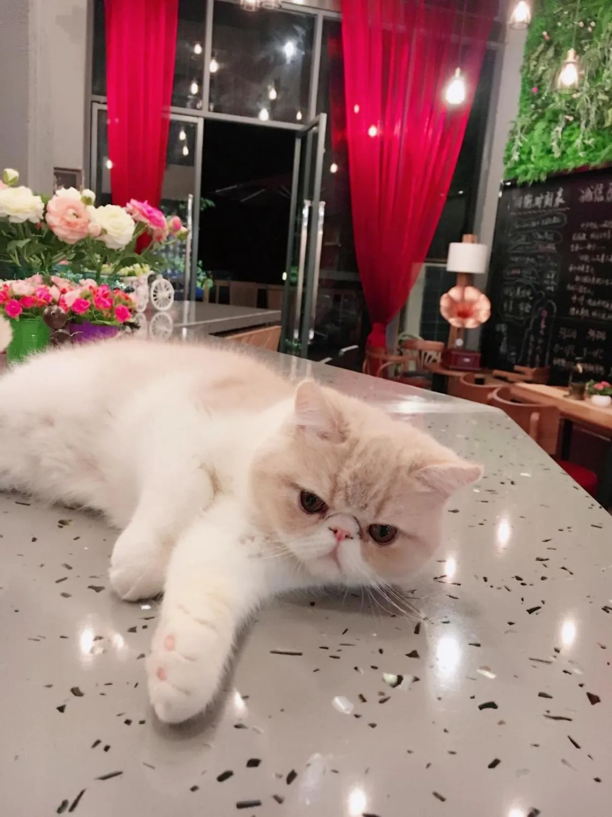 Pets in Ancient Street No.5 Youth Chic Hotel