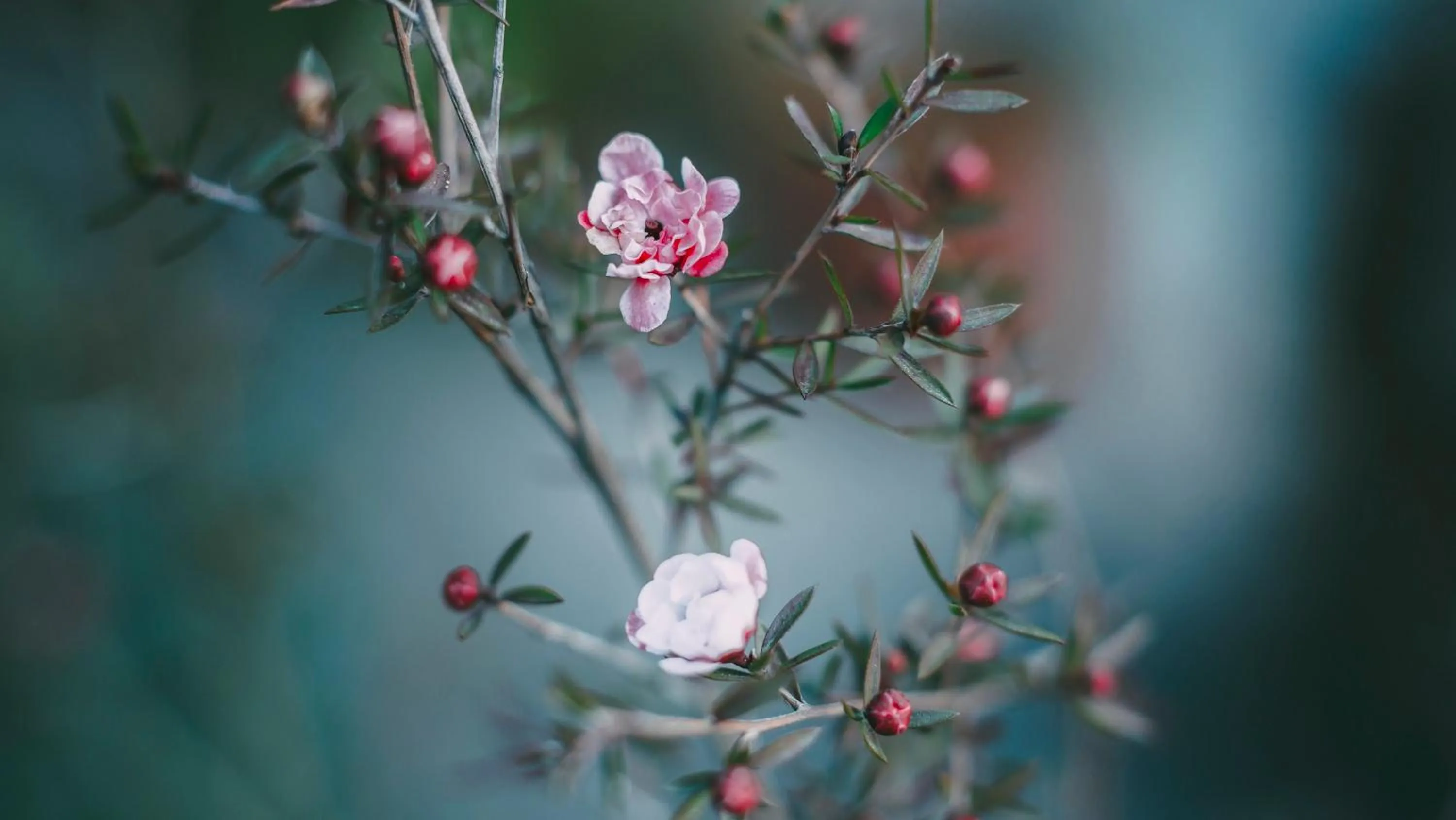 Garden in Ancient Street No.5 Youth Chic Hotel
