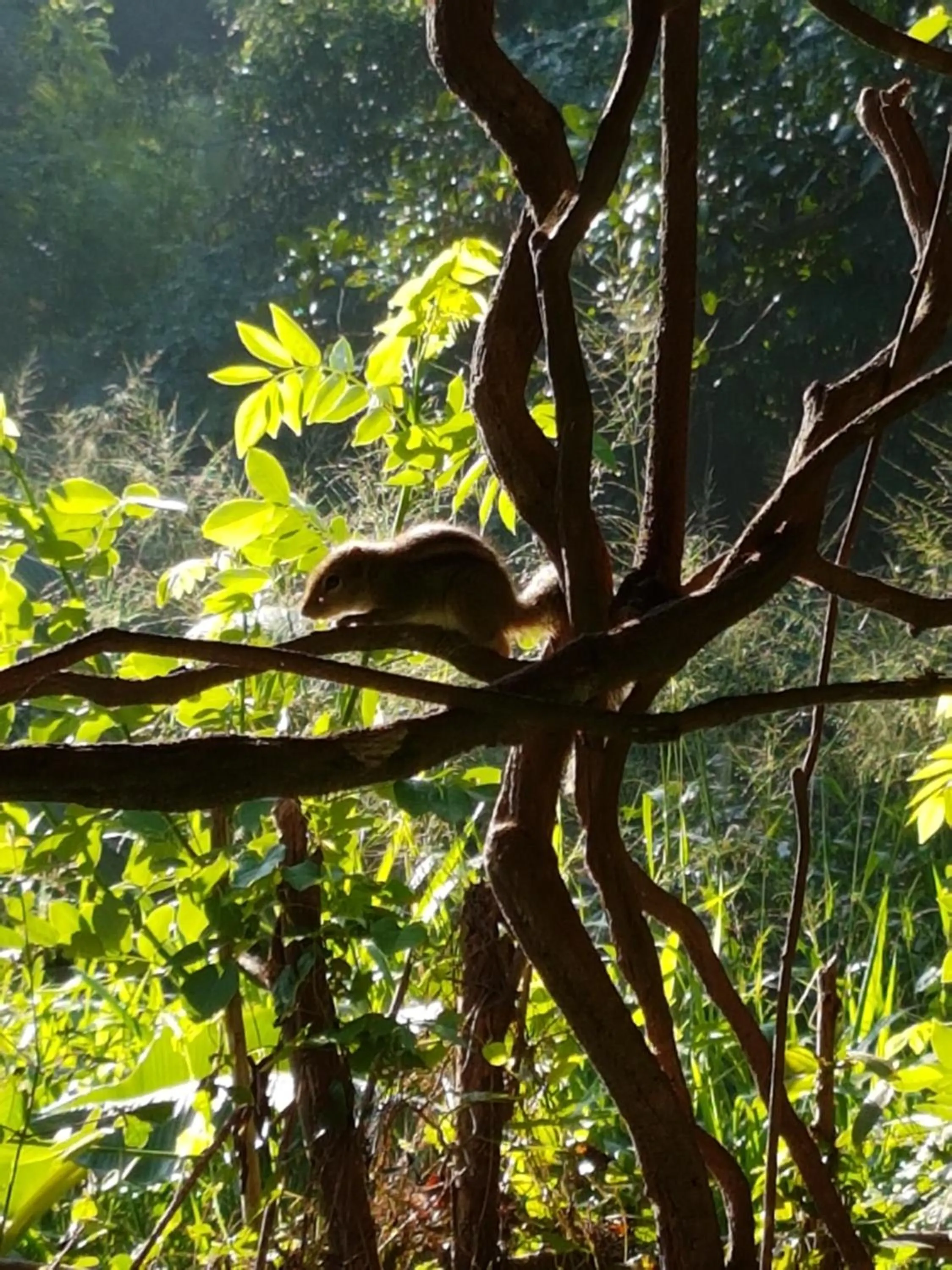 Garden in Sigiri Heritage Villa