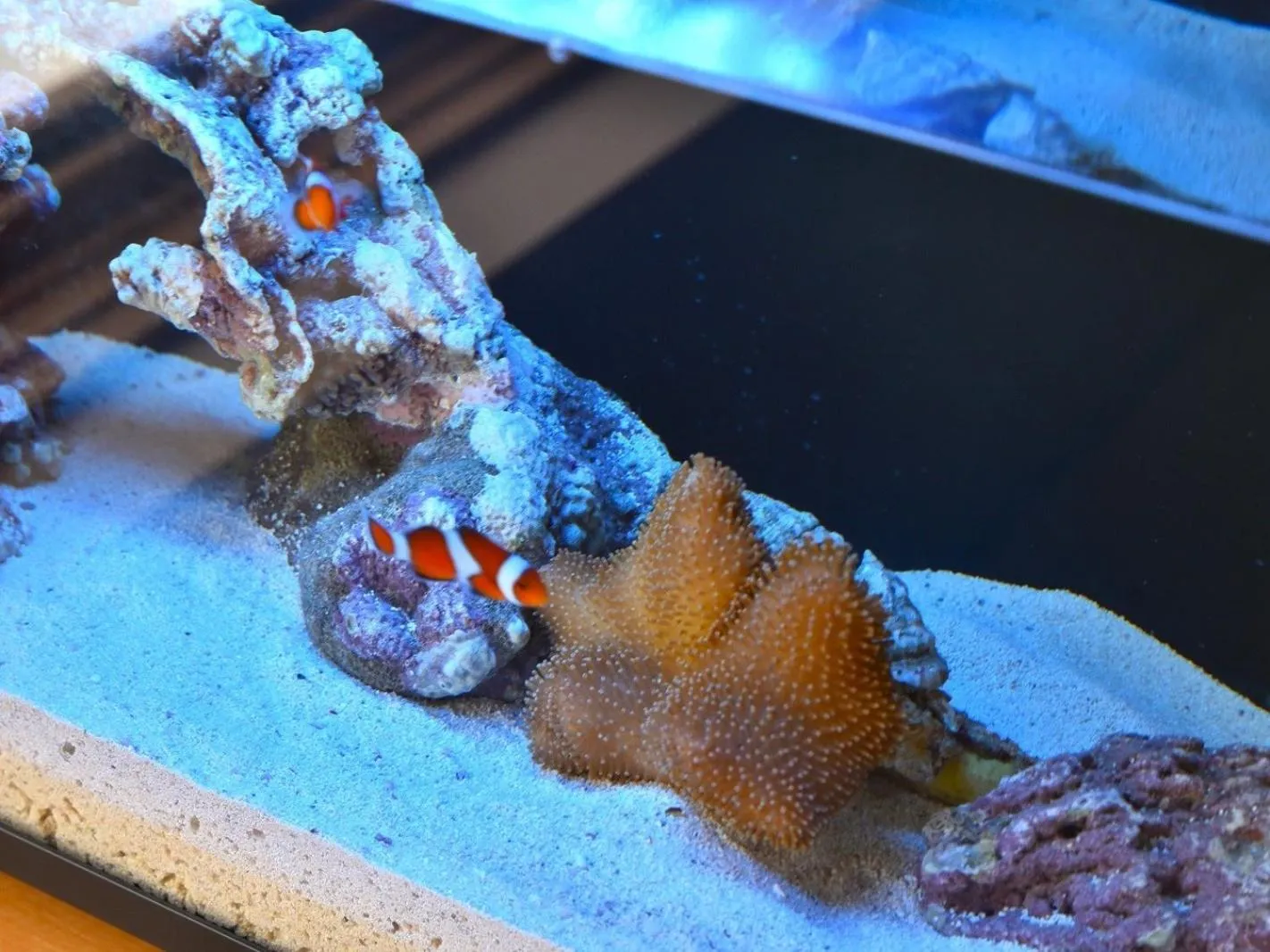 Bayside Hotel Azur Takeshiba