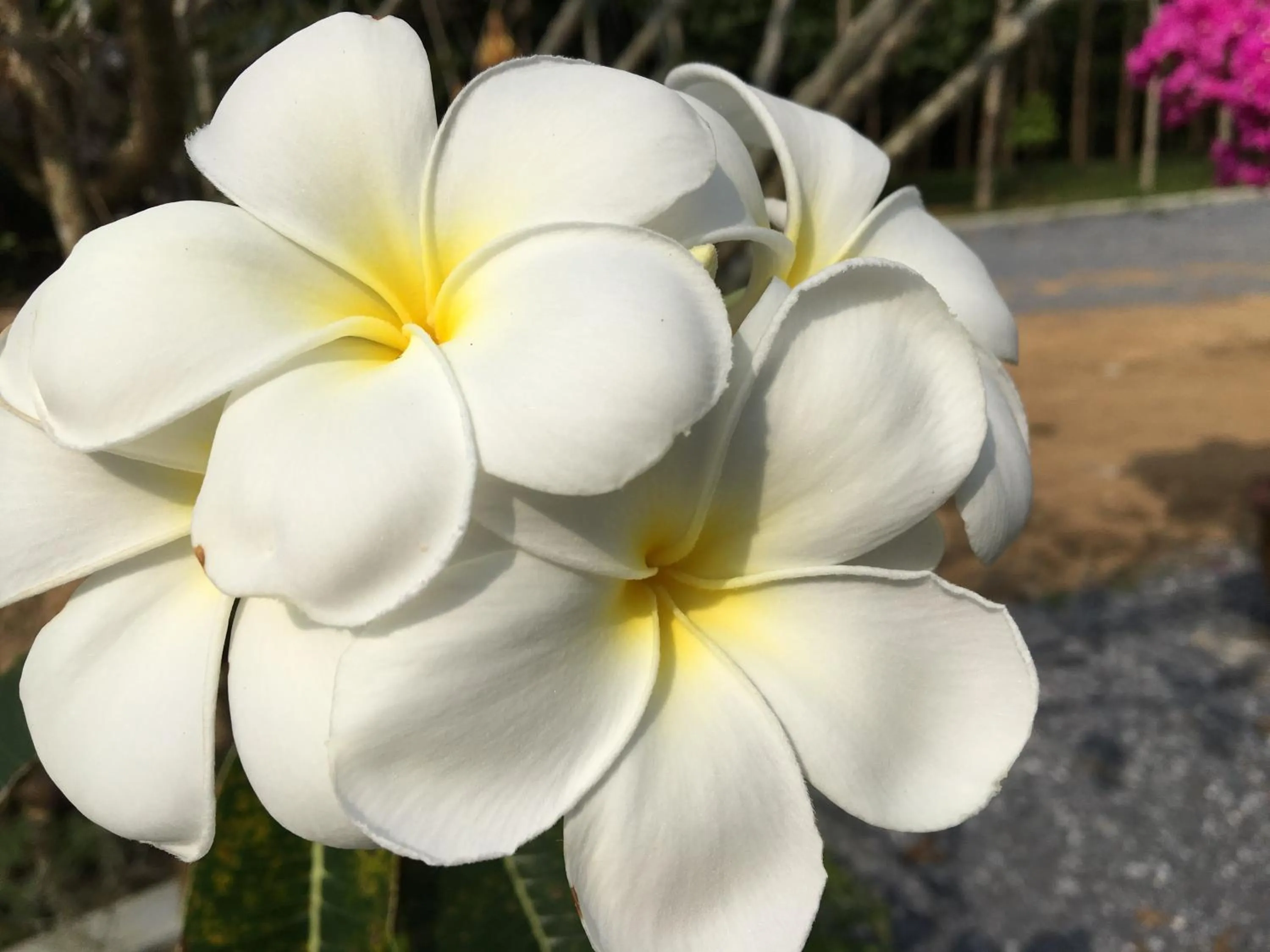 Natural landscape in The Herbal Khao Lak