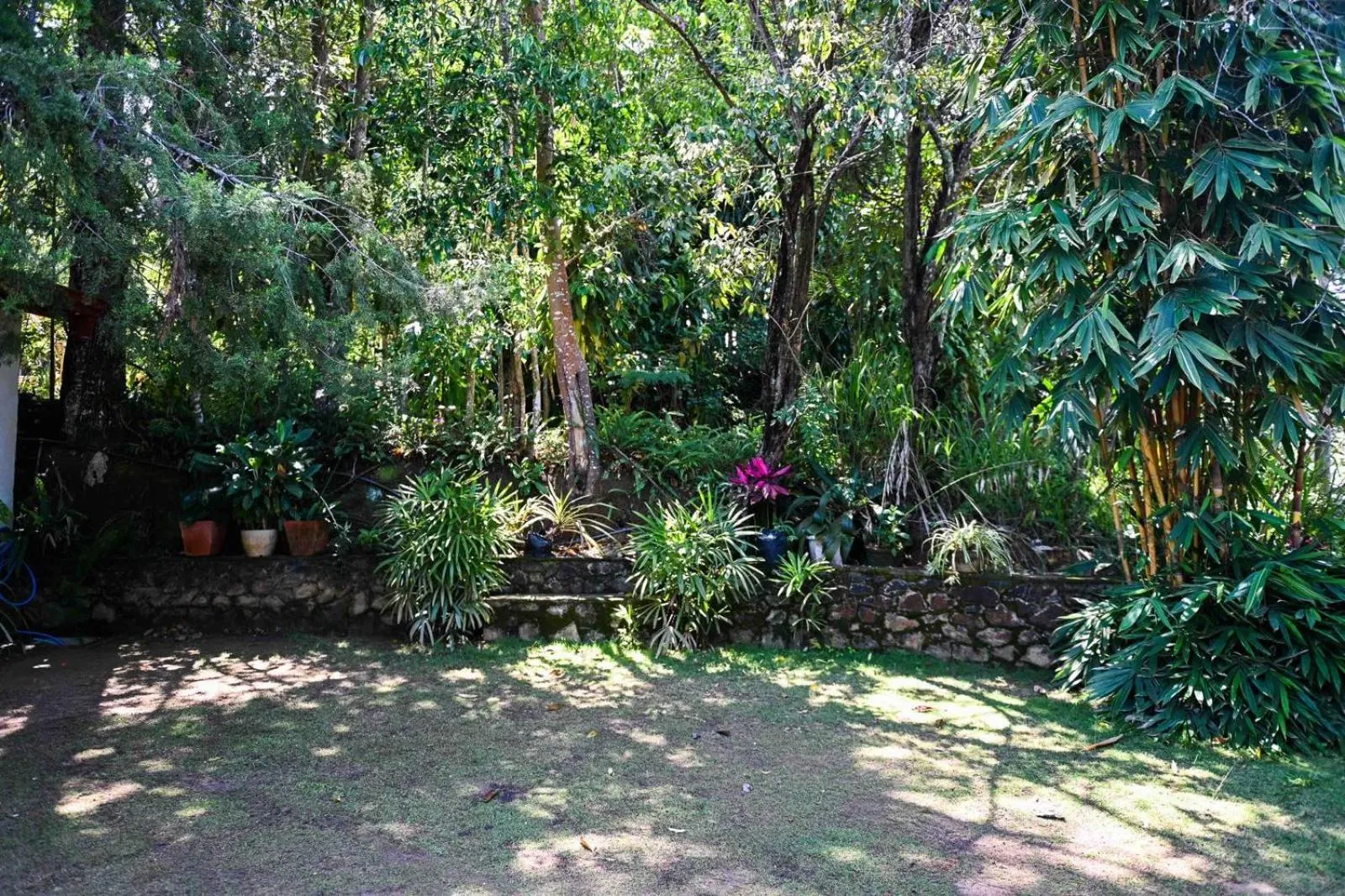 Garden in Lavender Homestay