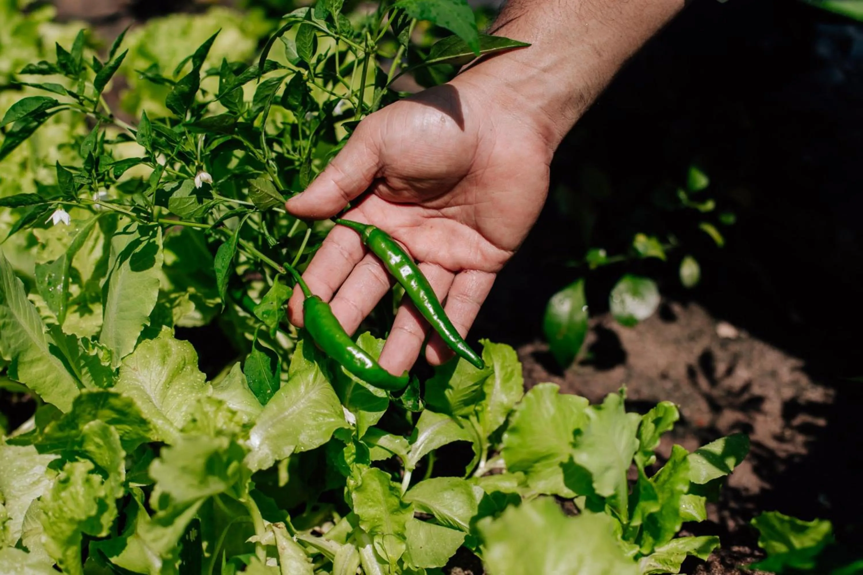 Other in JW Marriott Phu Quoc Emerald Bay Resort & Spa