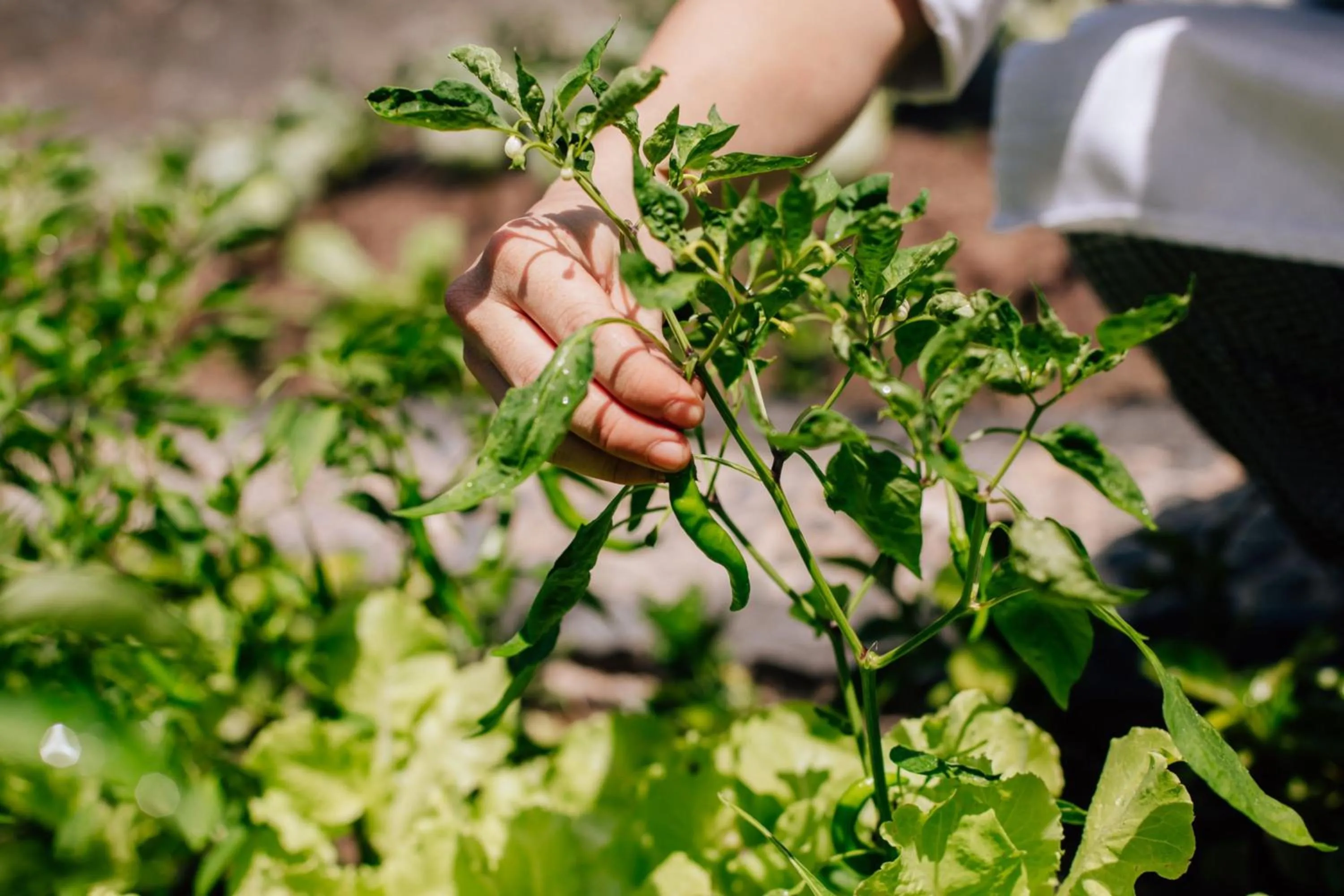 Other in JW Marriott Phu Quoc Emerald Bay Resort & Spa