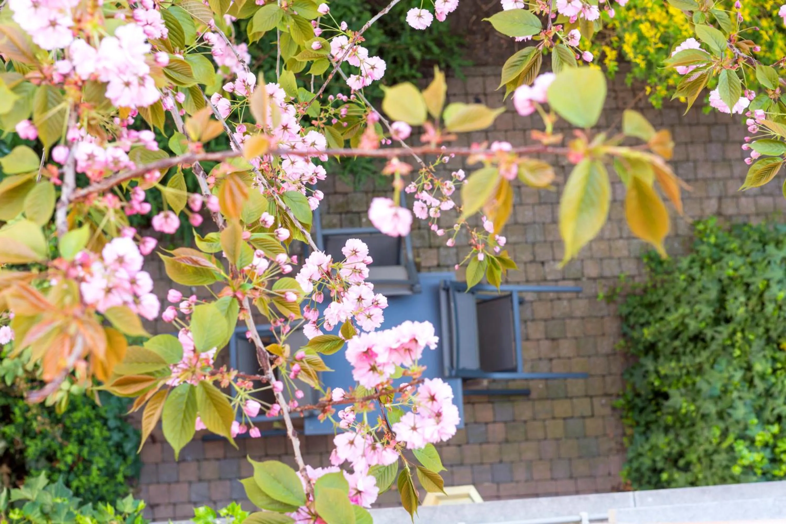 Garden view in Hotel Rubens-Grote Markt